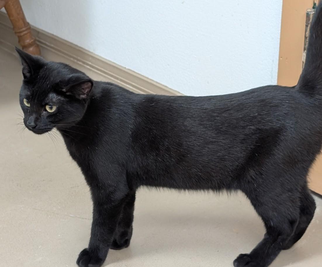 Moon Light, a Adoptable Domestic Short Hair in Carthage, IL image 2/5