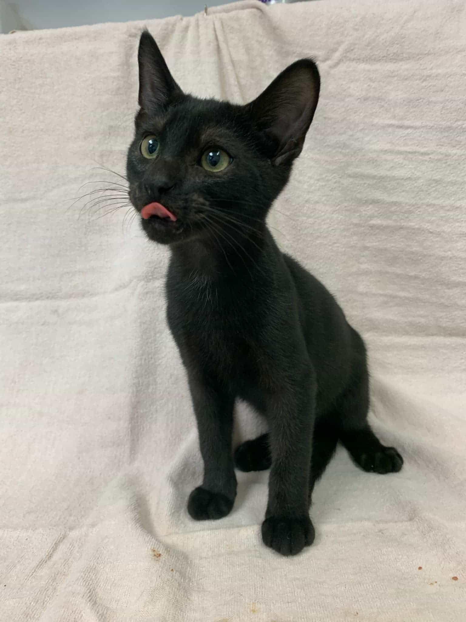 Moon Light, a Adoptable Domestic Short Hair in Carthage, IL image 4/5