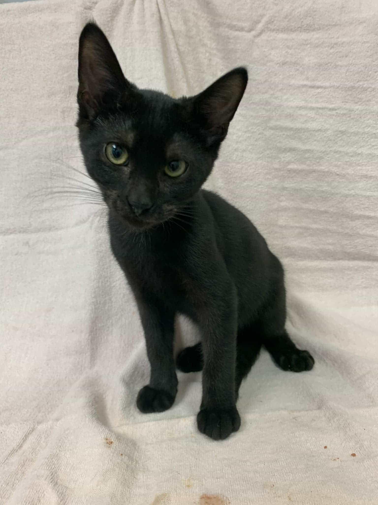 Moon Light, a Adoptable Domestic Short Hair in Carthage, IL image 3/5