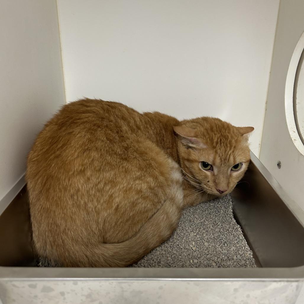Ozoral (C32), Adoptable, Adult Male American Shorthair.