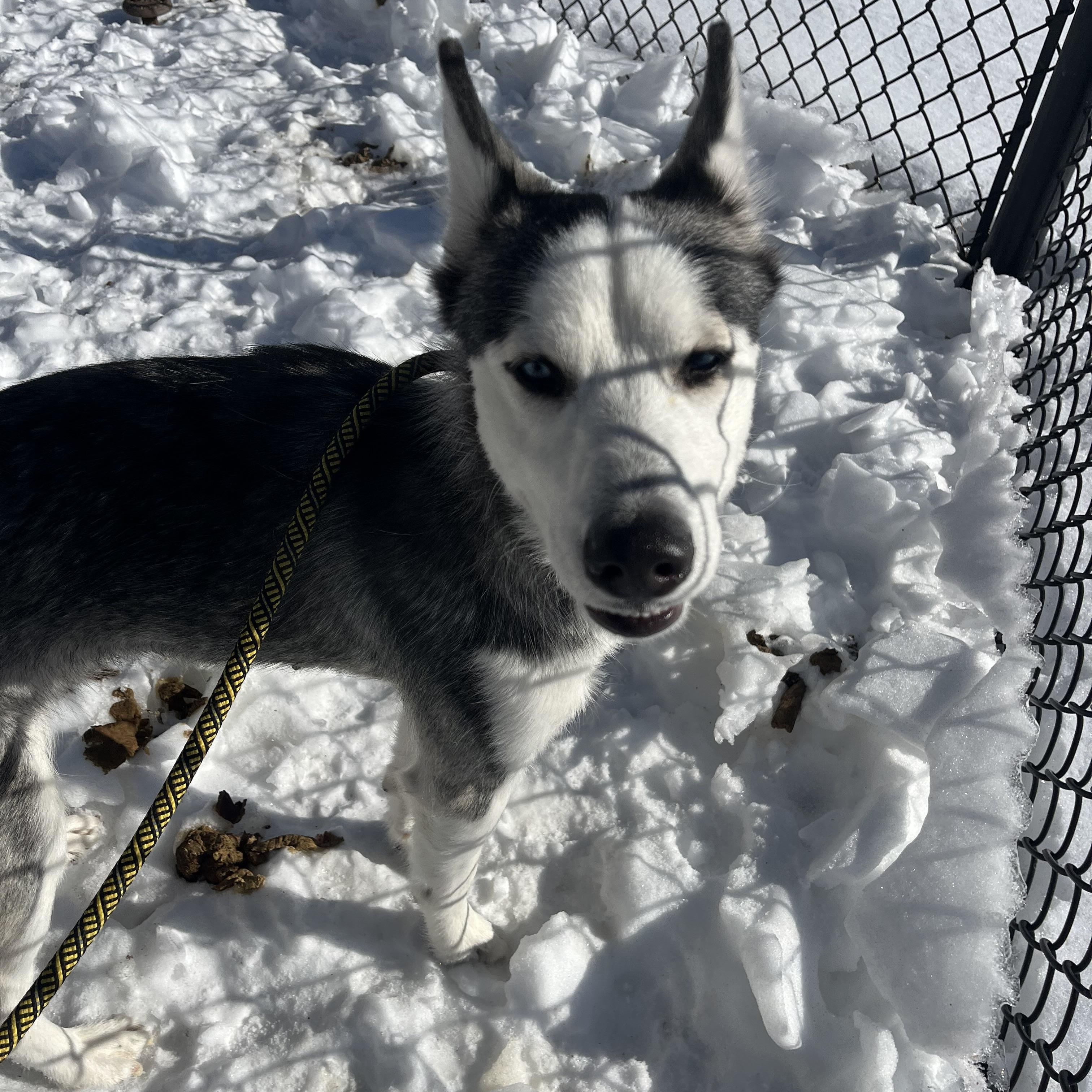 Enlarge Aspen/Elsa, an adopted Siberian Husky in Yonkers, NY image 5/5