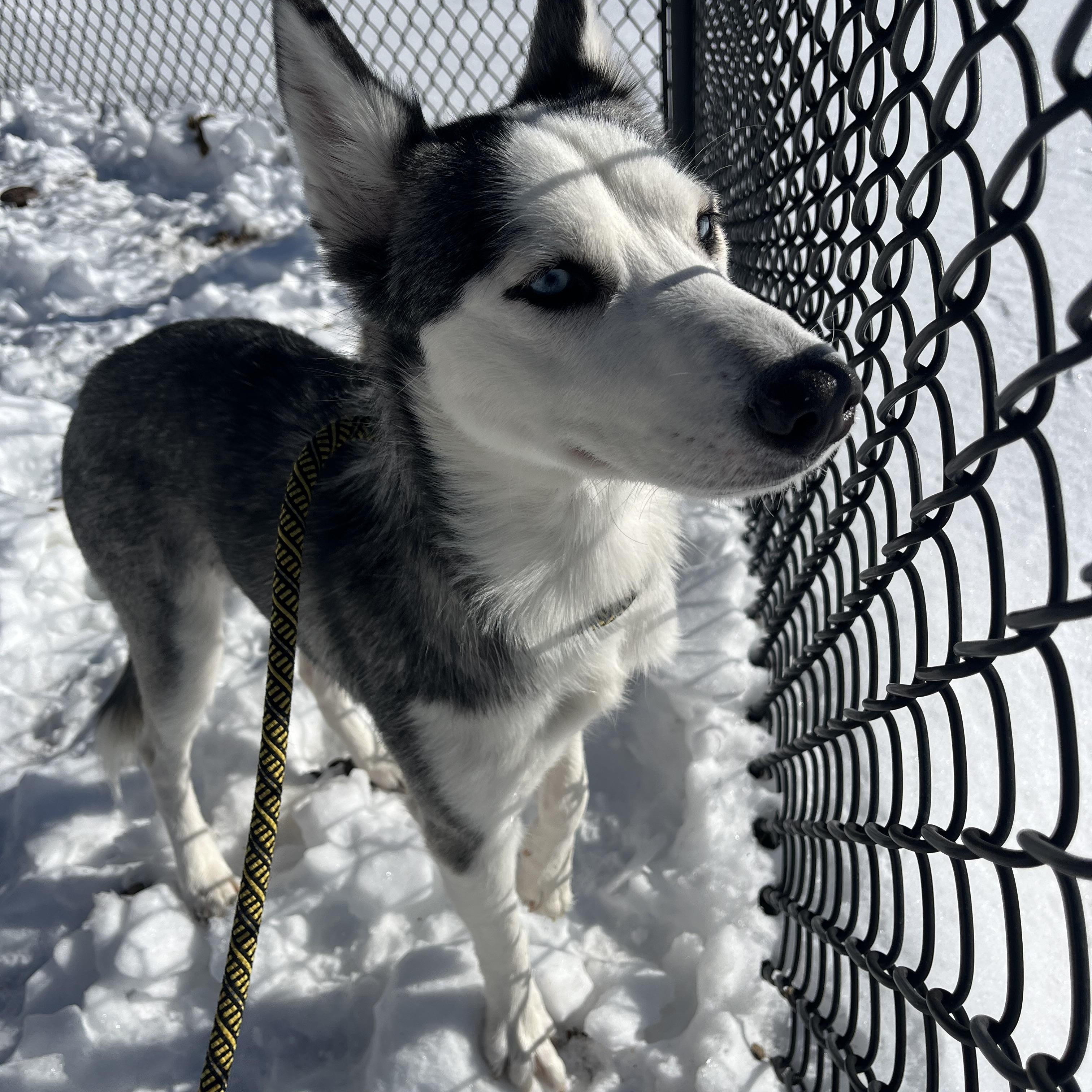 Enlarge Aspen/Elsa, an adopted Siberian Husky in Yonkers, NY image 3/5