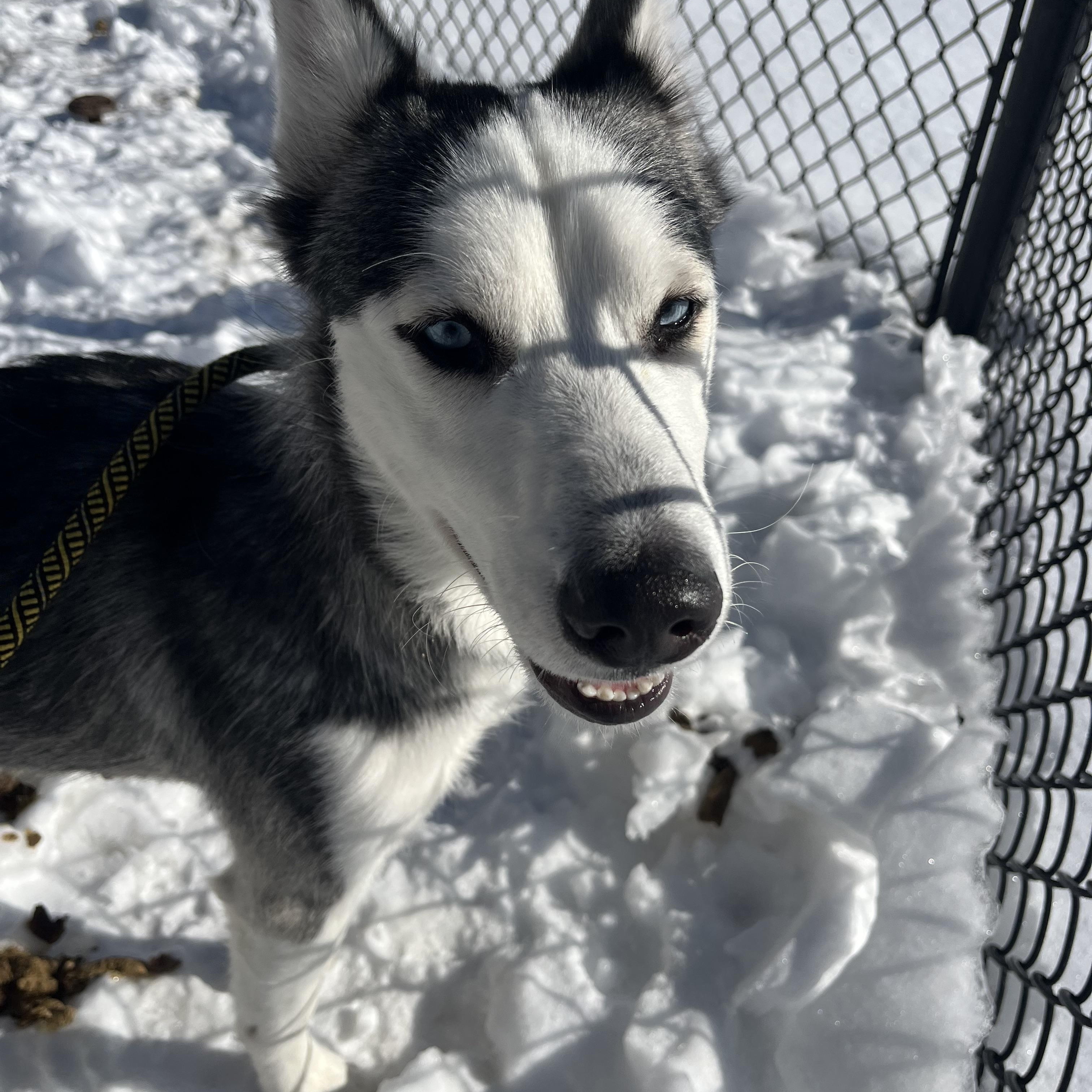 Enlarge Aspen/Elsa, an adopted Siberian Husky in Yonkers, NY image 4/5