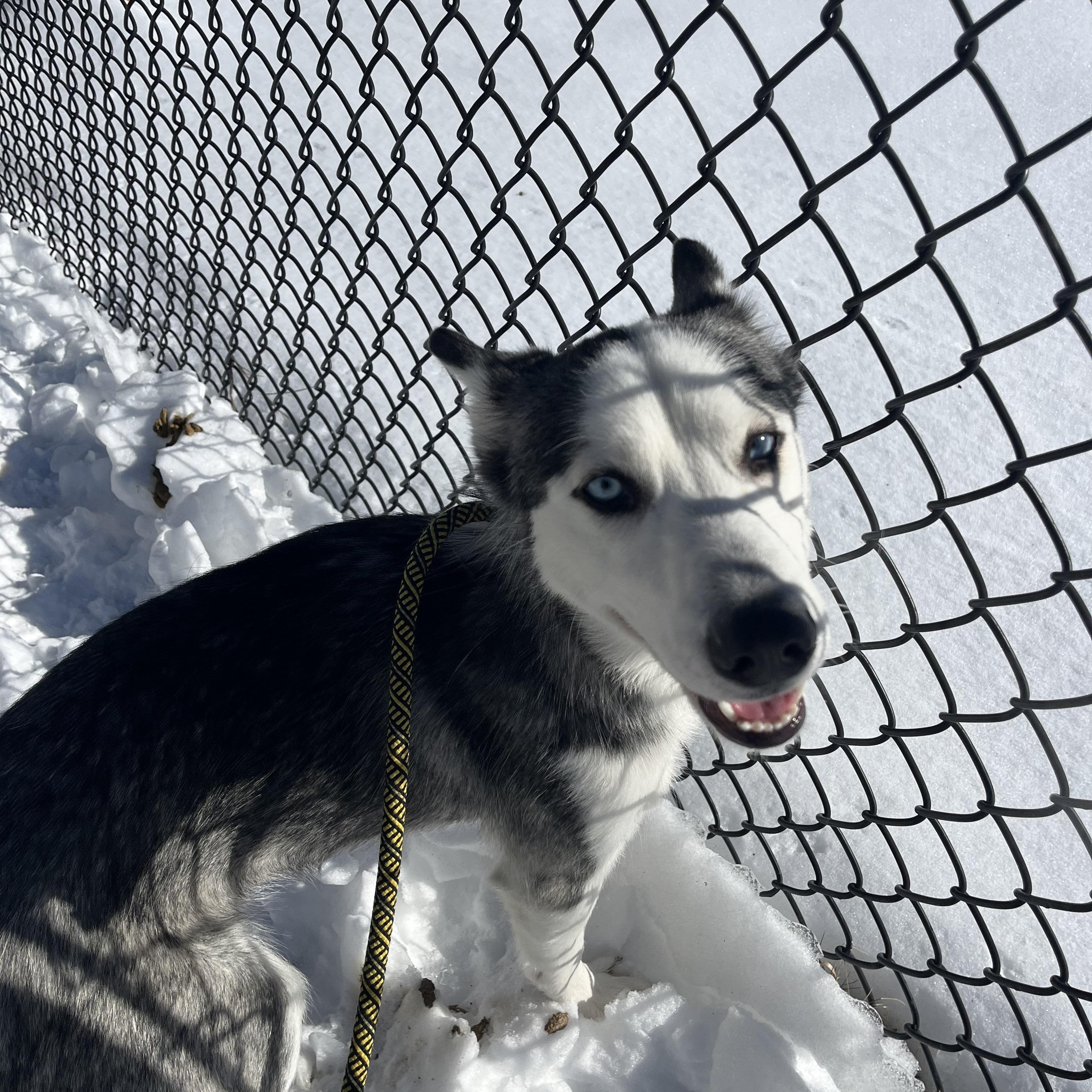 Aspen/Elsa, adopted, Young Female Siberian Husky.