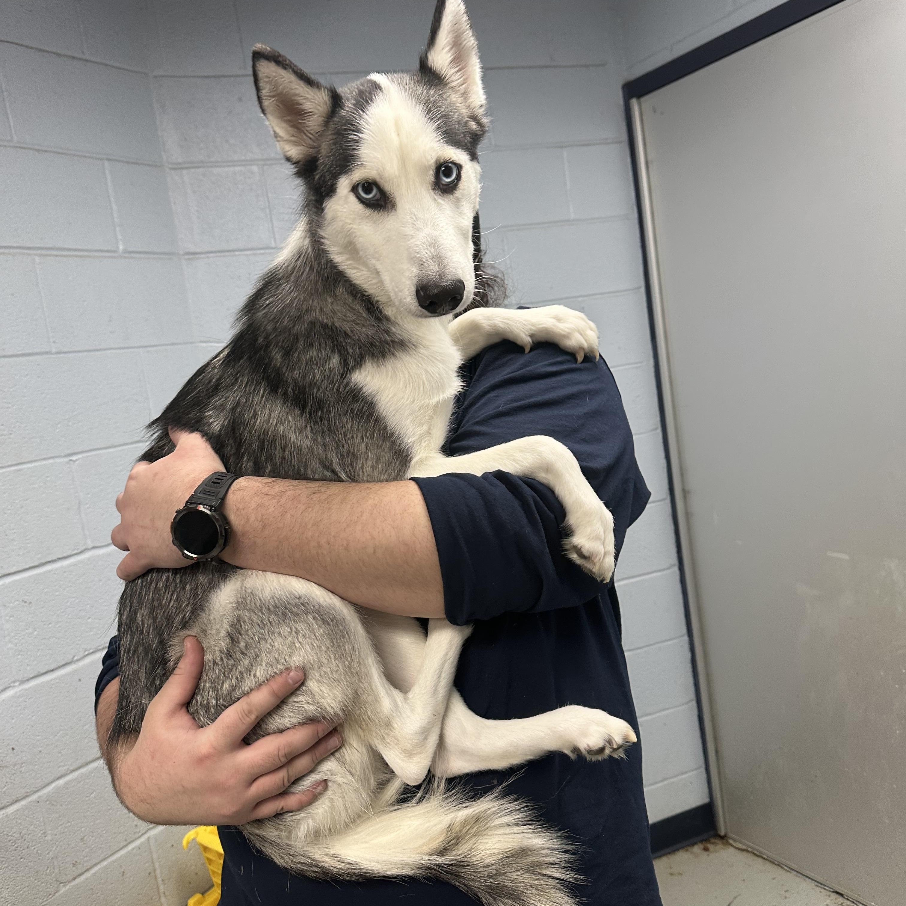 Enlarge Aspen/Elsa, an adopted Siberian Husky in Yonkers, NY image 2/5