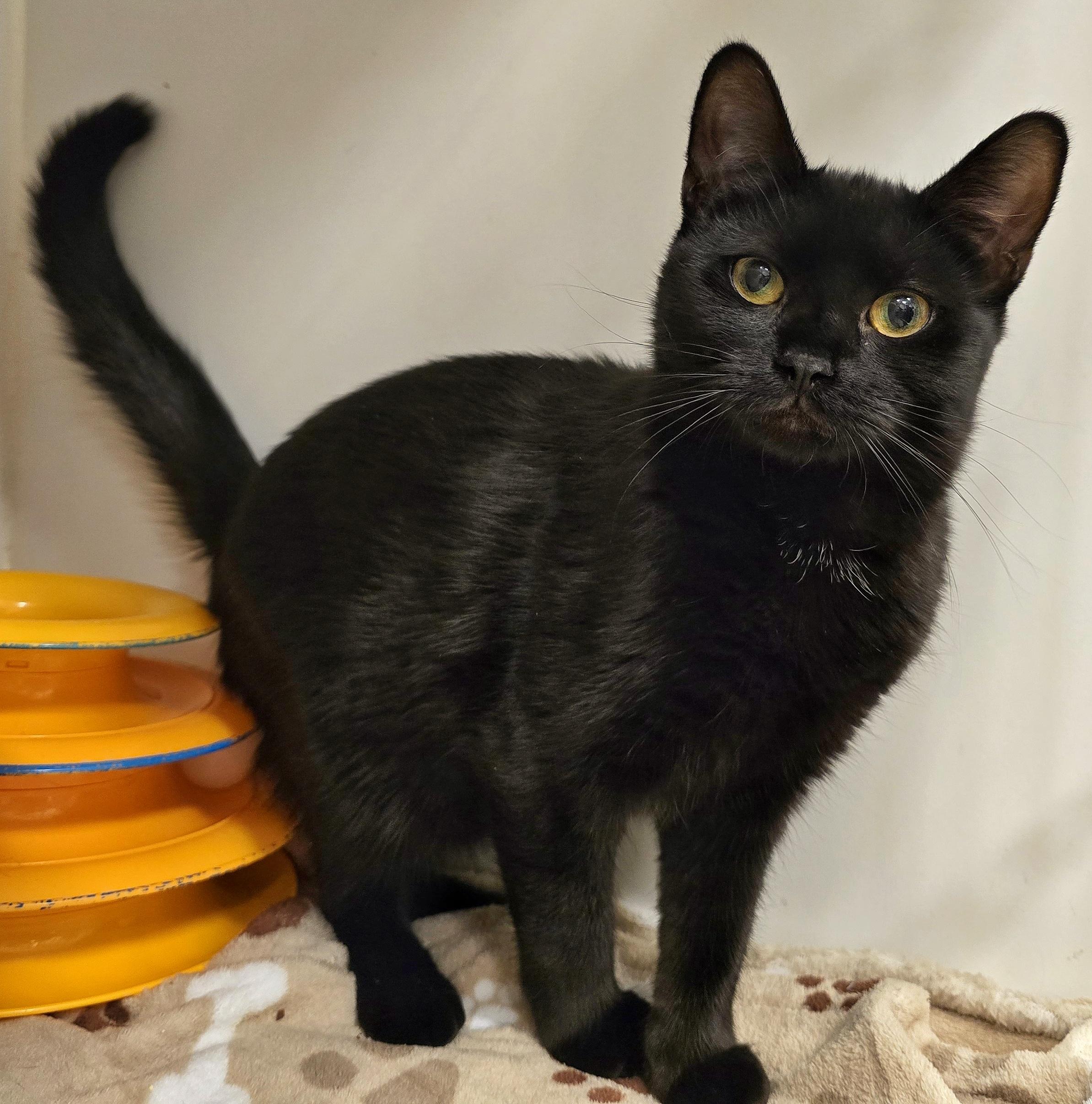 Enlarge 4-495 Quattro, a Adoptable mixed breed in Amityville, NY image 4/6