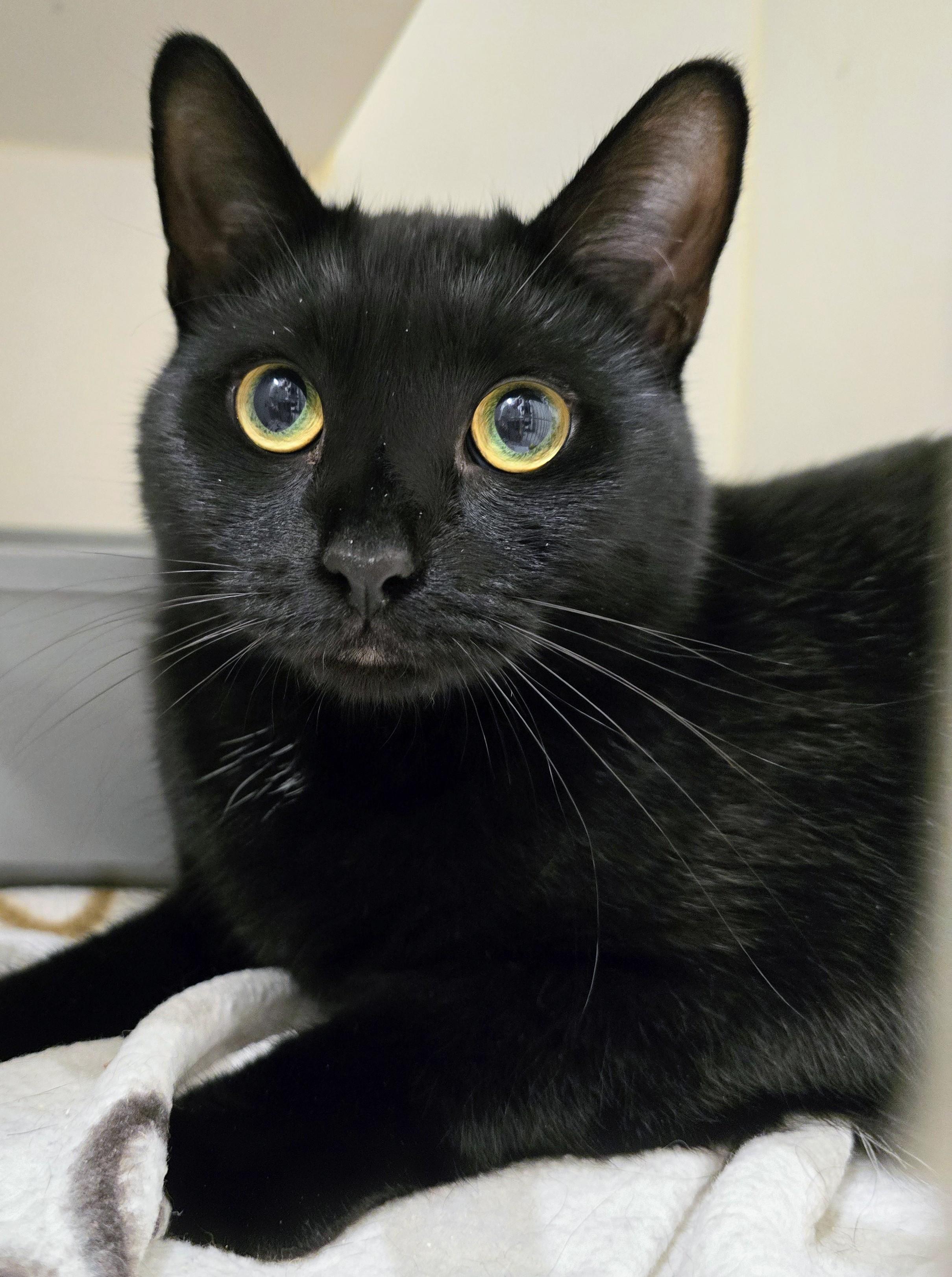 Enlarge 4-495 Quattro, a Adoptable mixed breed in Amityville, NY image 3/6