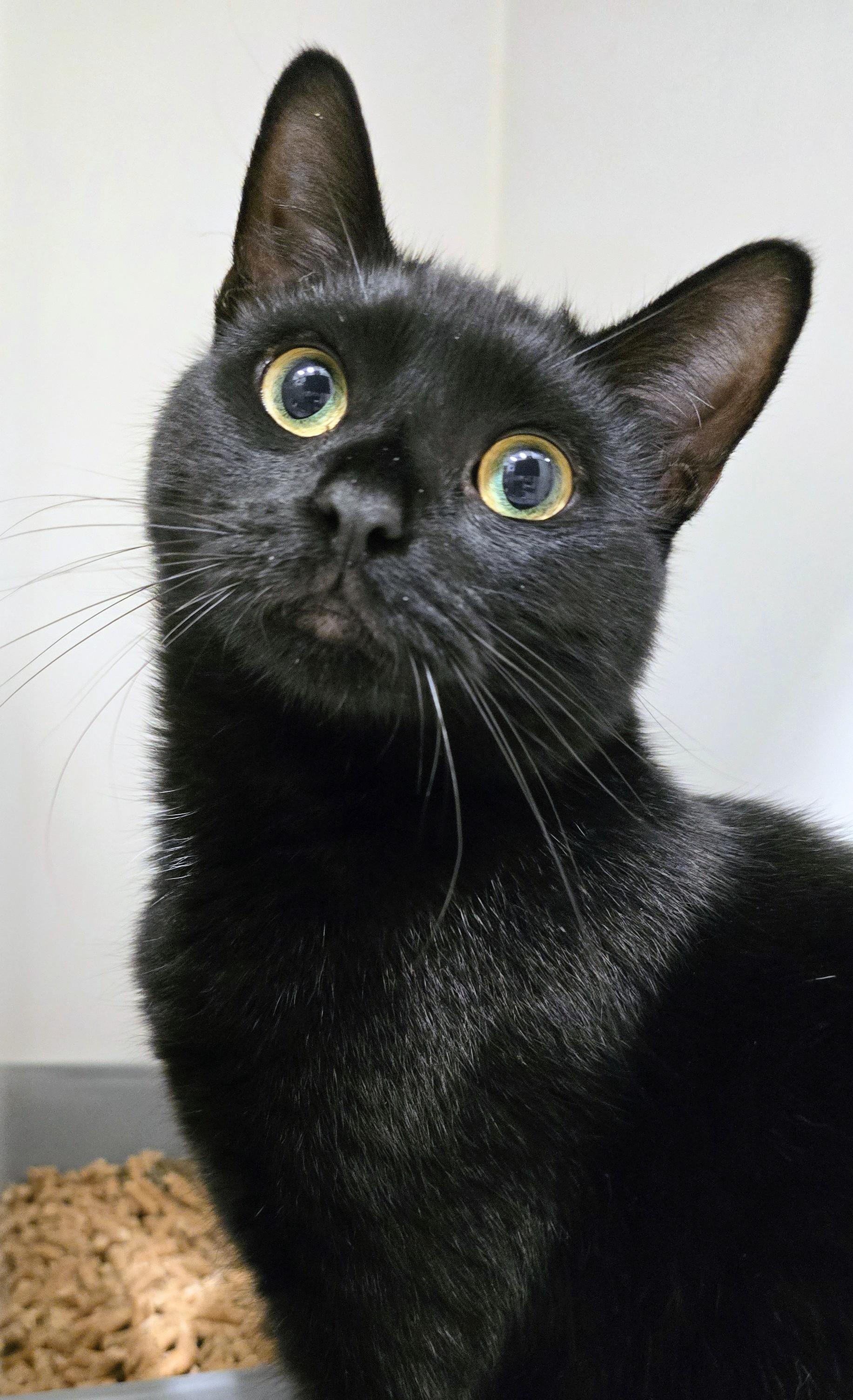 Enlarge 4-495 Quattro, a Adoptable mixed breed in Amityville, NY image 1/6