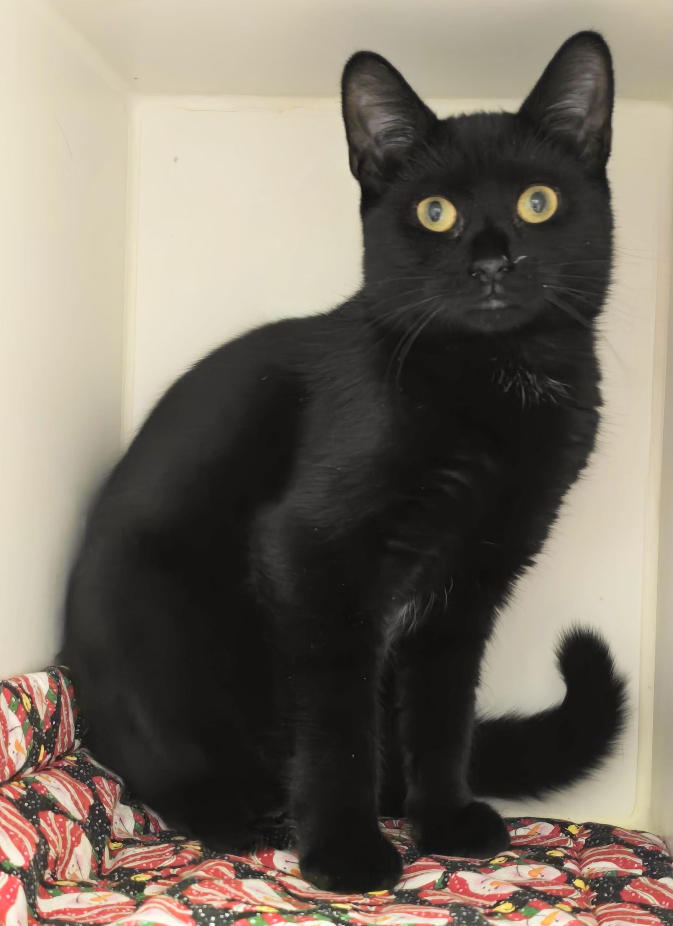 Enlarge 4-495 Quattro, a Adoptable mixed breed in Amityville, NY image 6/6