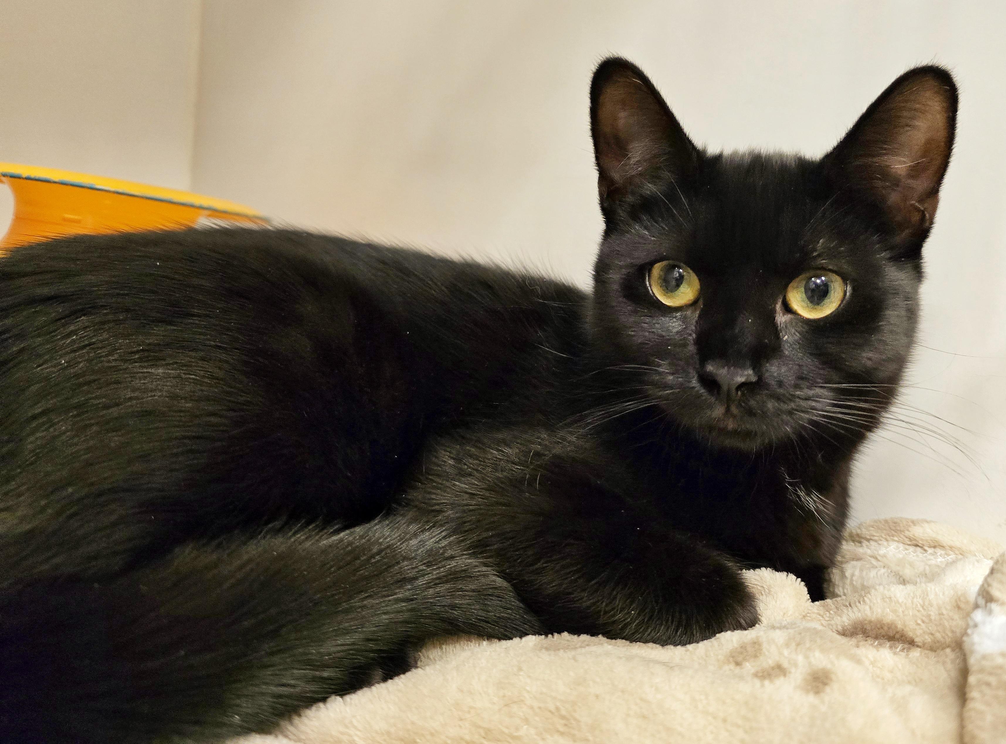 Enlarge 4-495 Quattro, a Adoptable mixed breed in Amityville, NY image 5/6