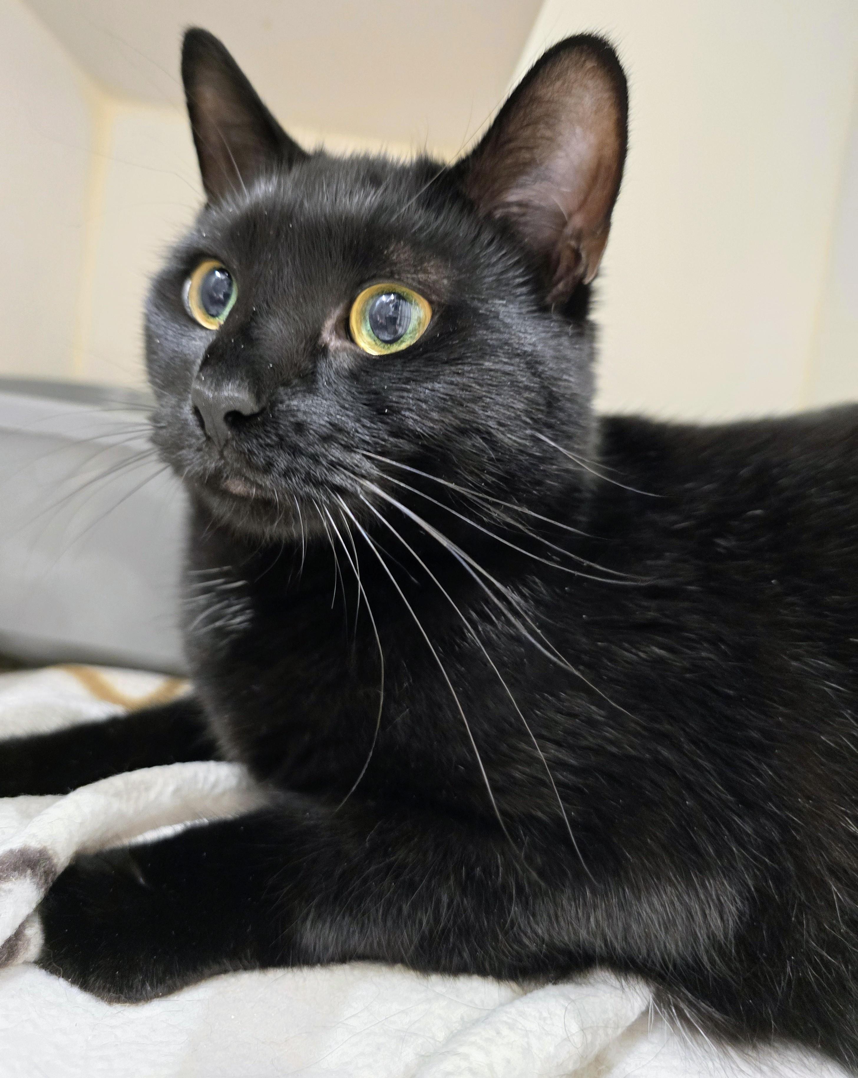 Enlarge 4-495 Quattro, a Adoptable mixed breed in Amityville, NY image 2/6