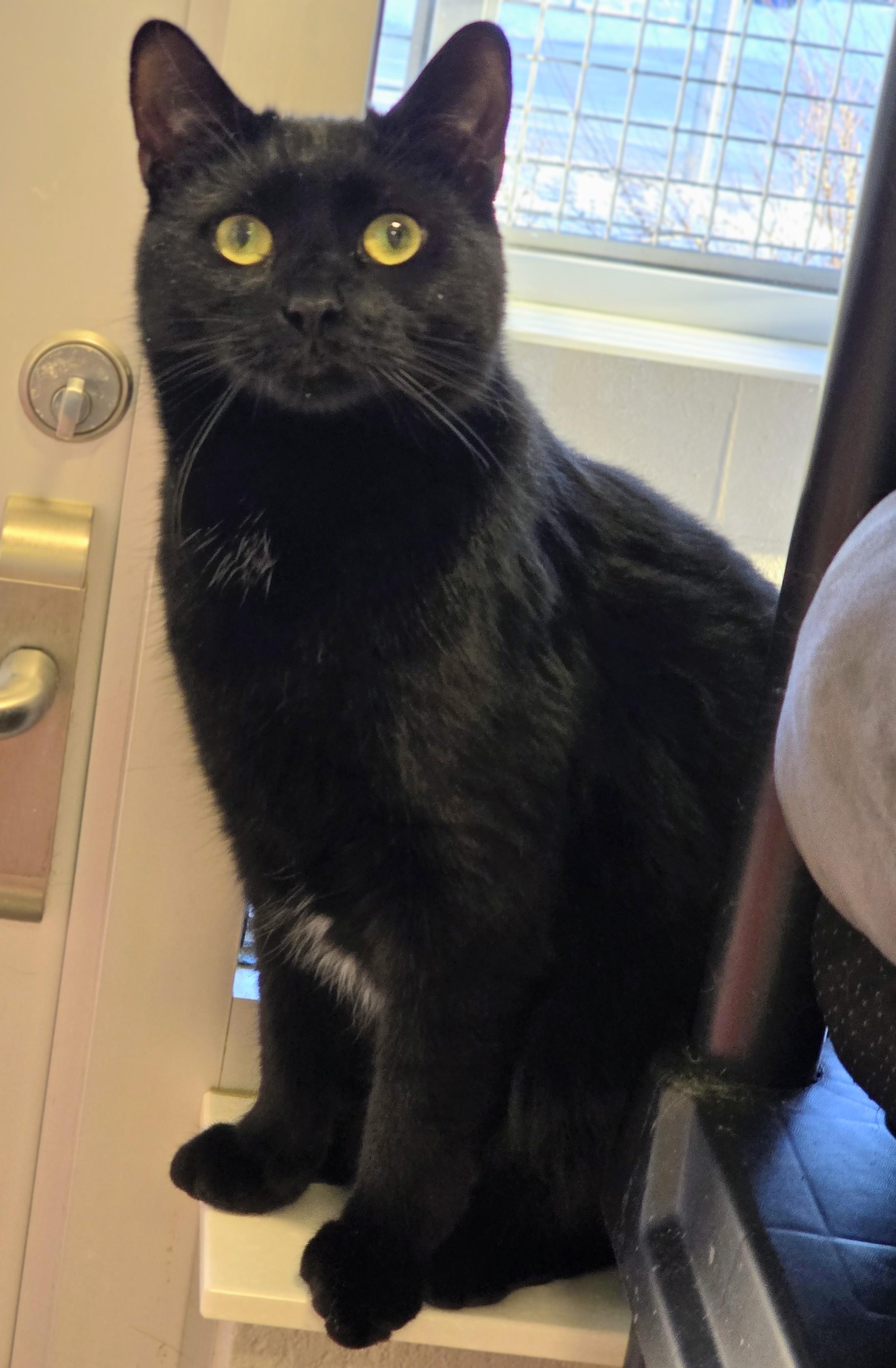 Enlarge 4-495 Quattro, a Adoptable mixed breed in Amityville, NY image 2/5