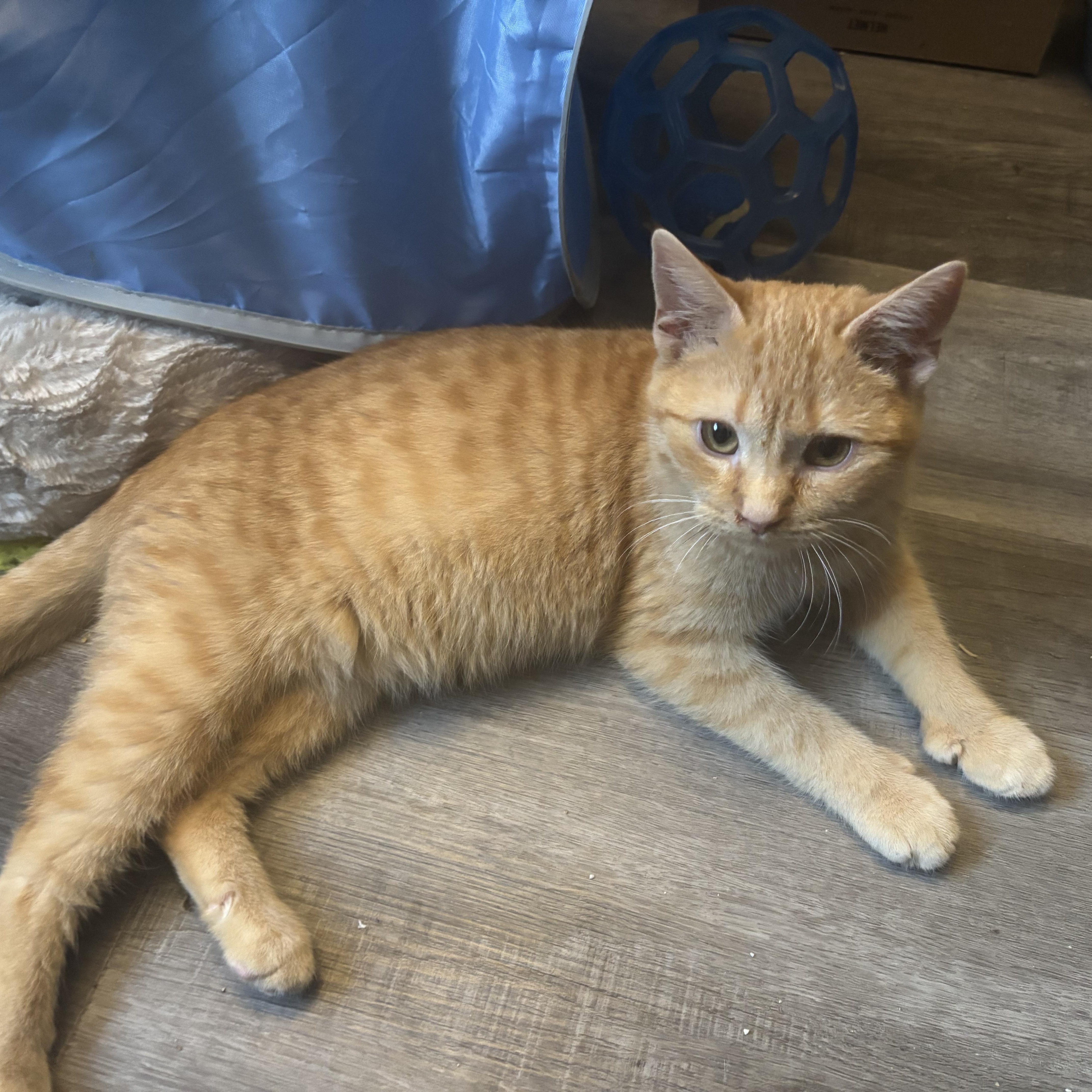 Enlarge Kirby (bonded with Francis), an adoptable mixed breed in Everett, ON image 2/5