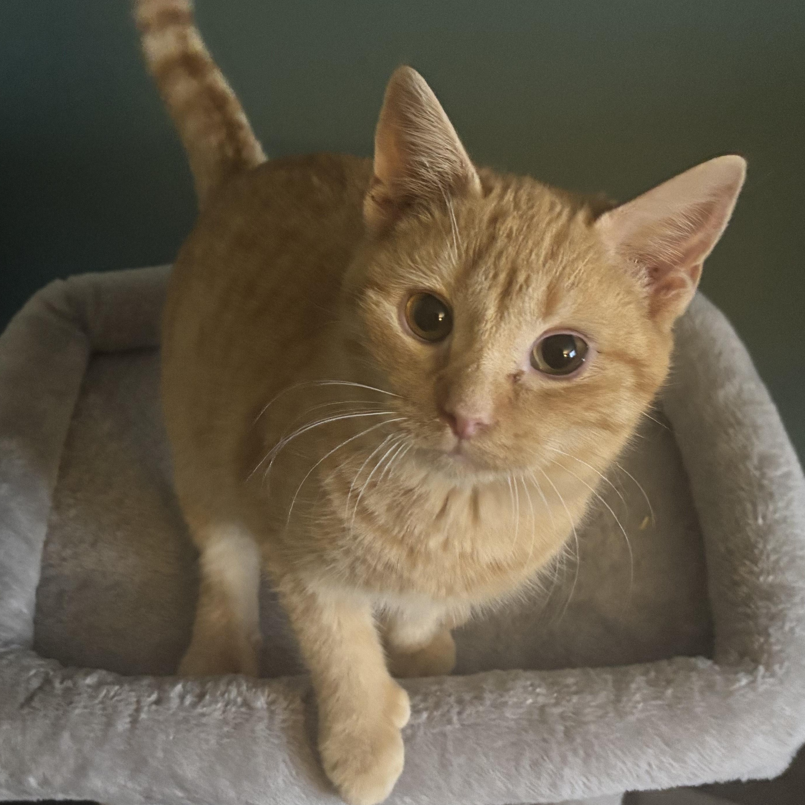 Enlarge Kirby (bonded with Francis), an adoptable mixed breed in Everett, ON image 1/5