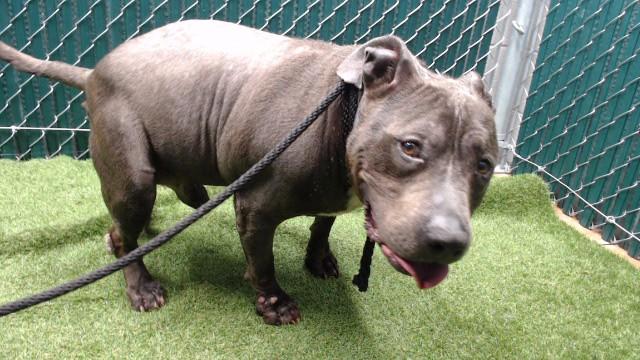 Enlarge MR. HIPPO, a Adoptable Pit Bull Terrier in Downey, CA image 1/1