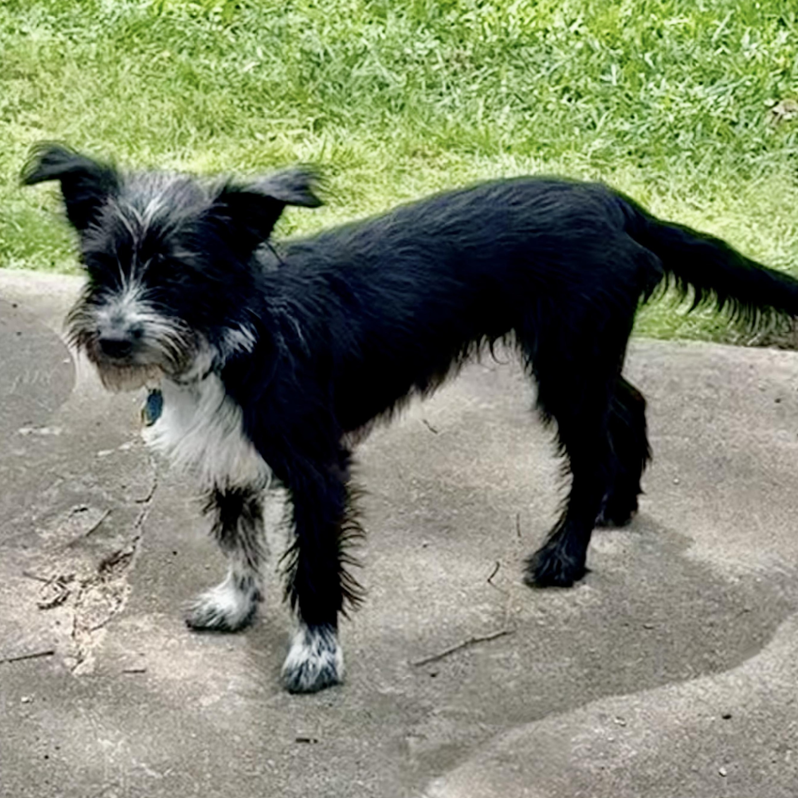 Enlarge Spike Turner, a Adoptable mixed breed in Plano, TX image 2/4