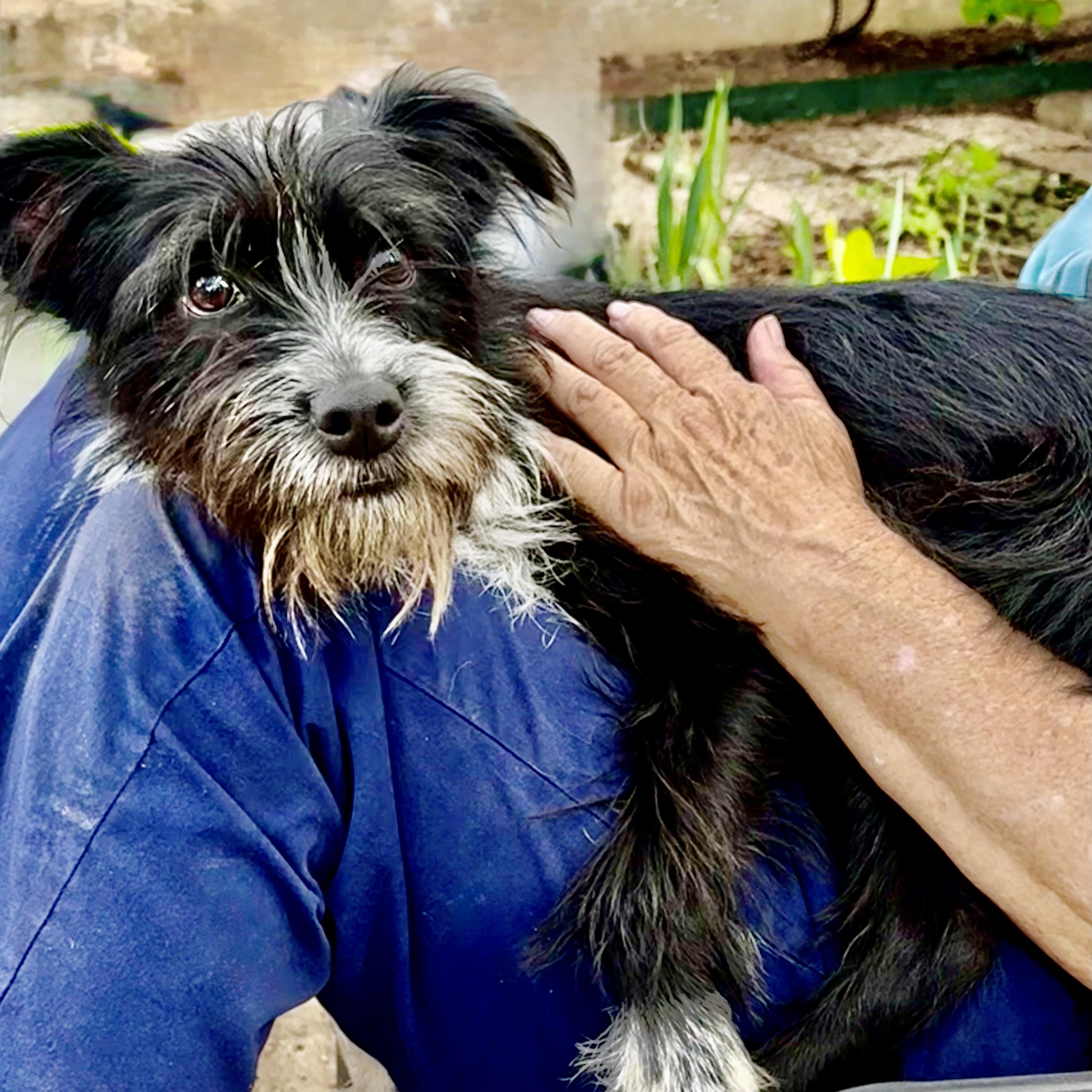 Enlarge Spike Turner, a Adoptable mixed breed in Plano, TX image 4/4