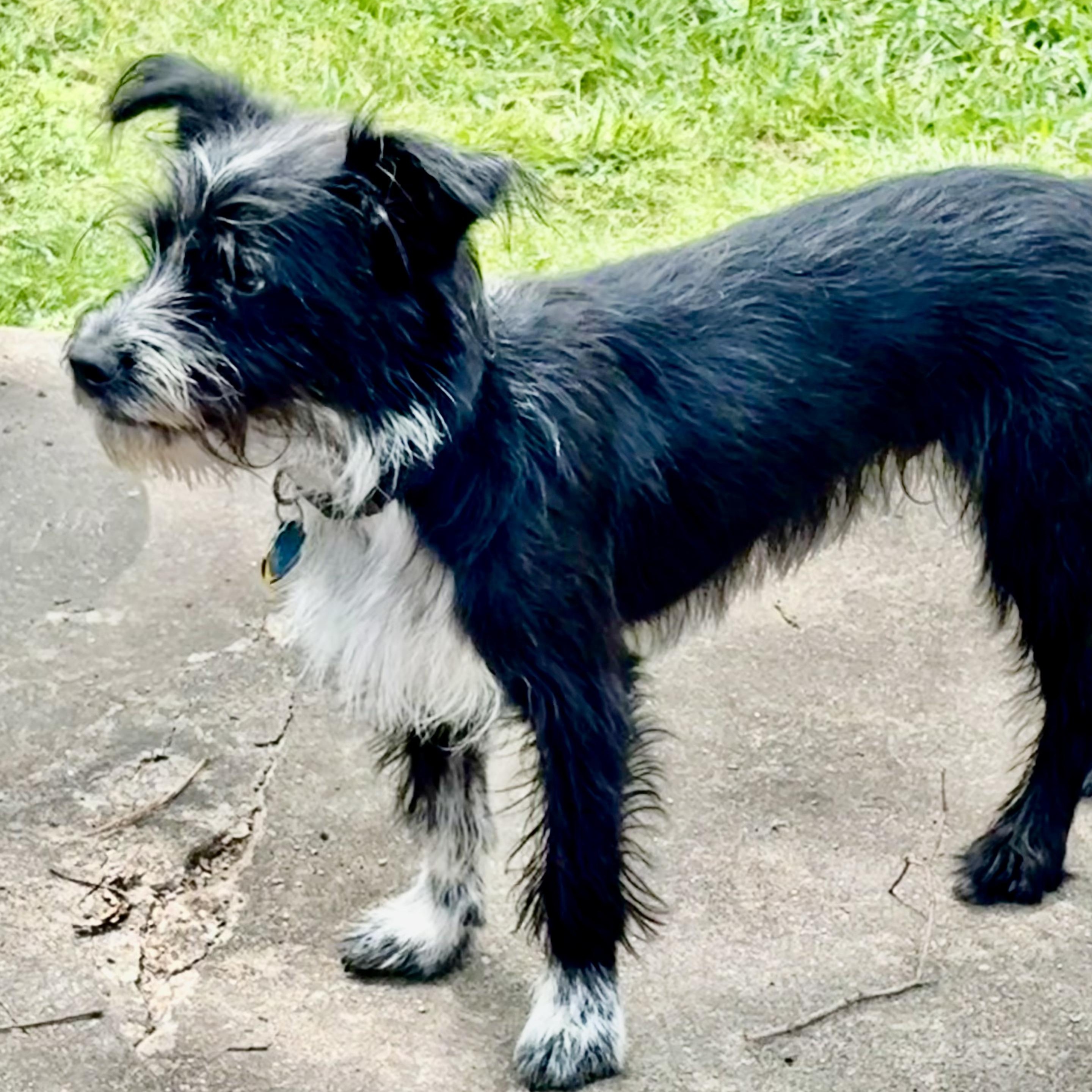 Enlarge Spike Turner, a Adoptable mixed breed in Plano, TX image 3/4