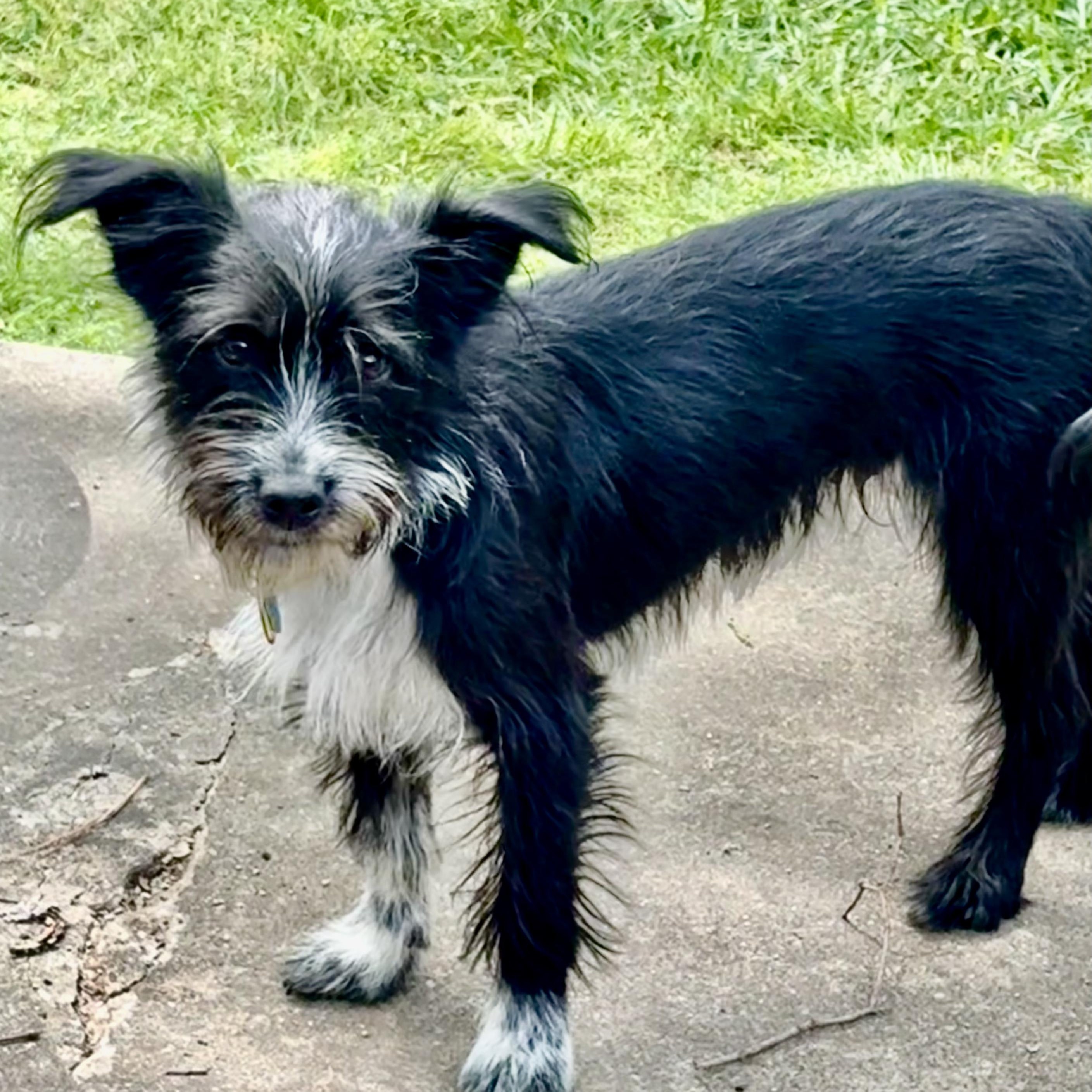 Spike Turner, Adoptable, Puppy Male Australian Cattle Dog / Blue Heeler & Shih Tzu.