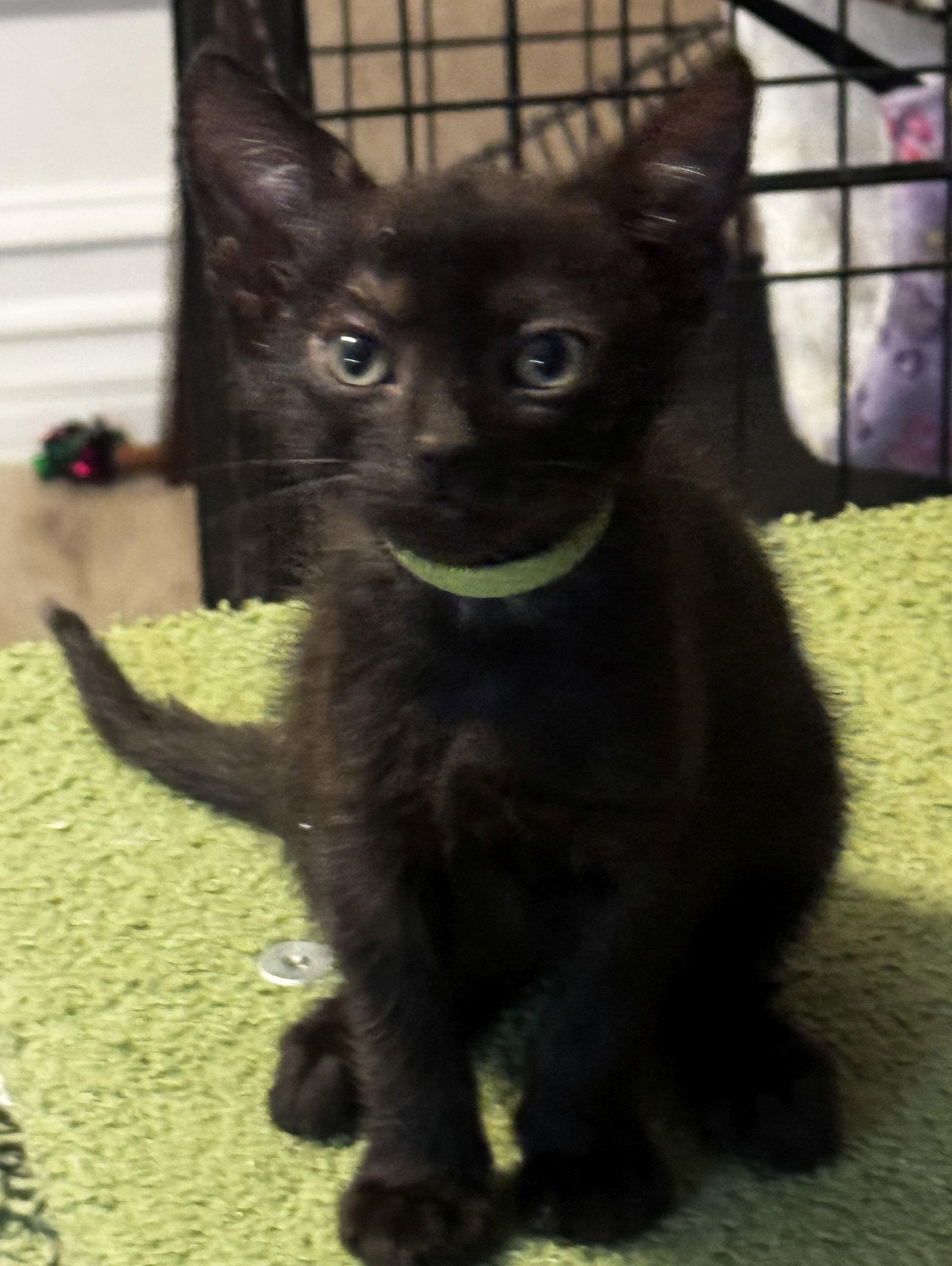 Bandit, Adopted, Kitten Male Domestic Short Hair.
