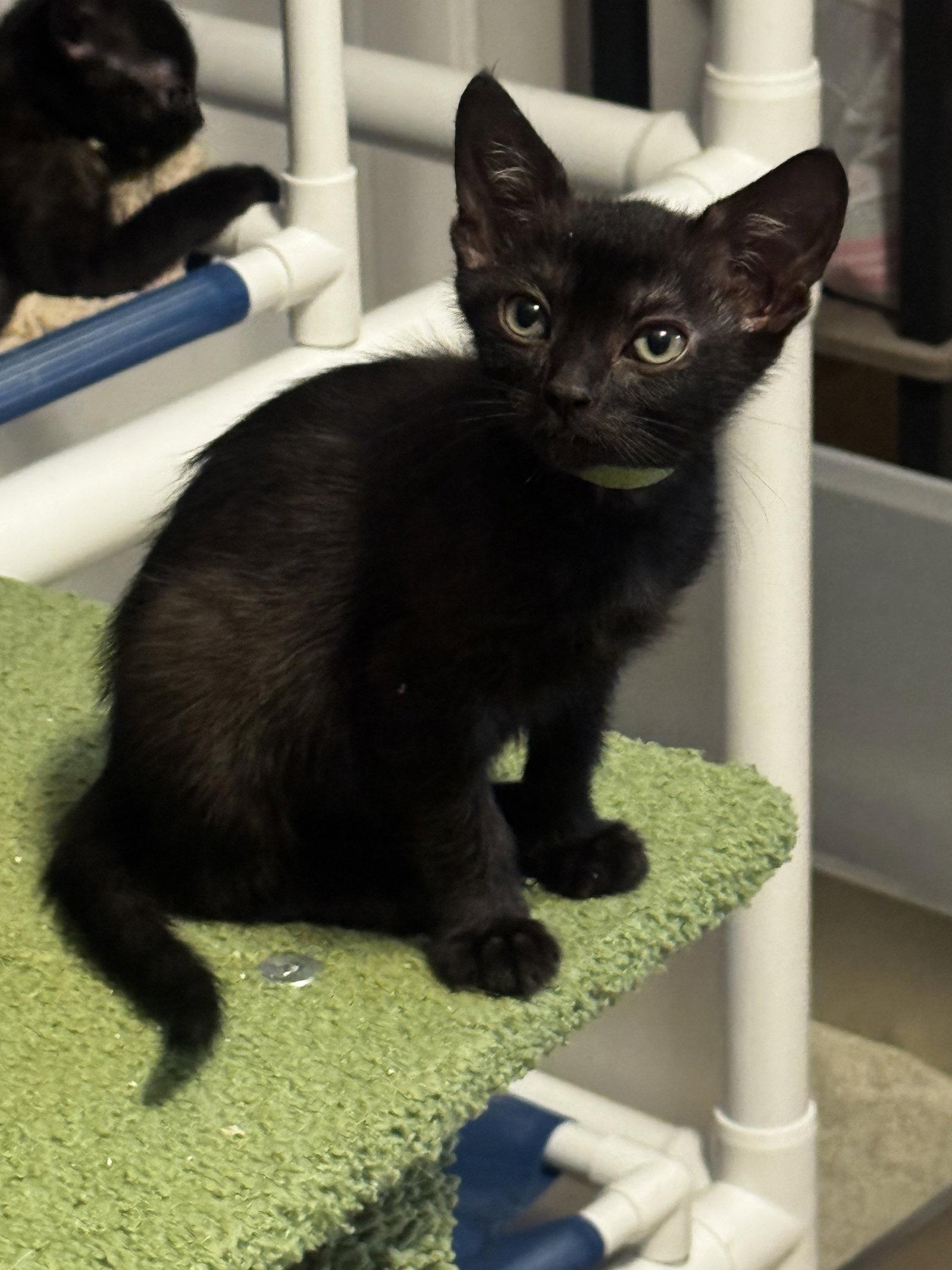 Bandit, a Adopted Domestic Short Hair in Seal Beach, CA image 2/3