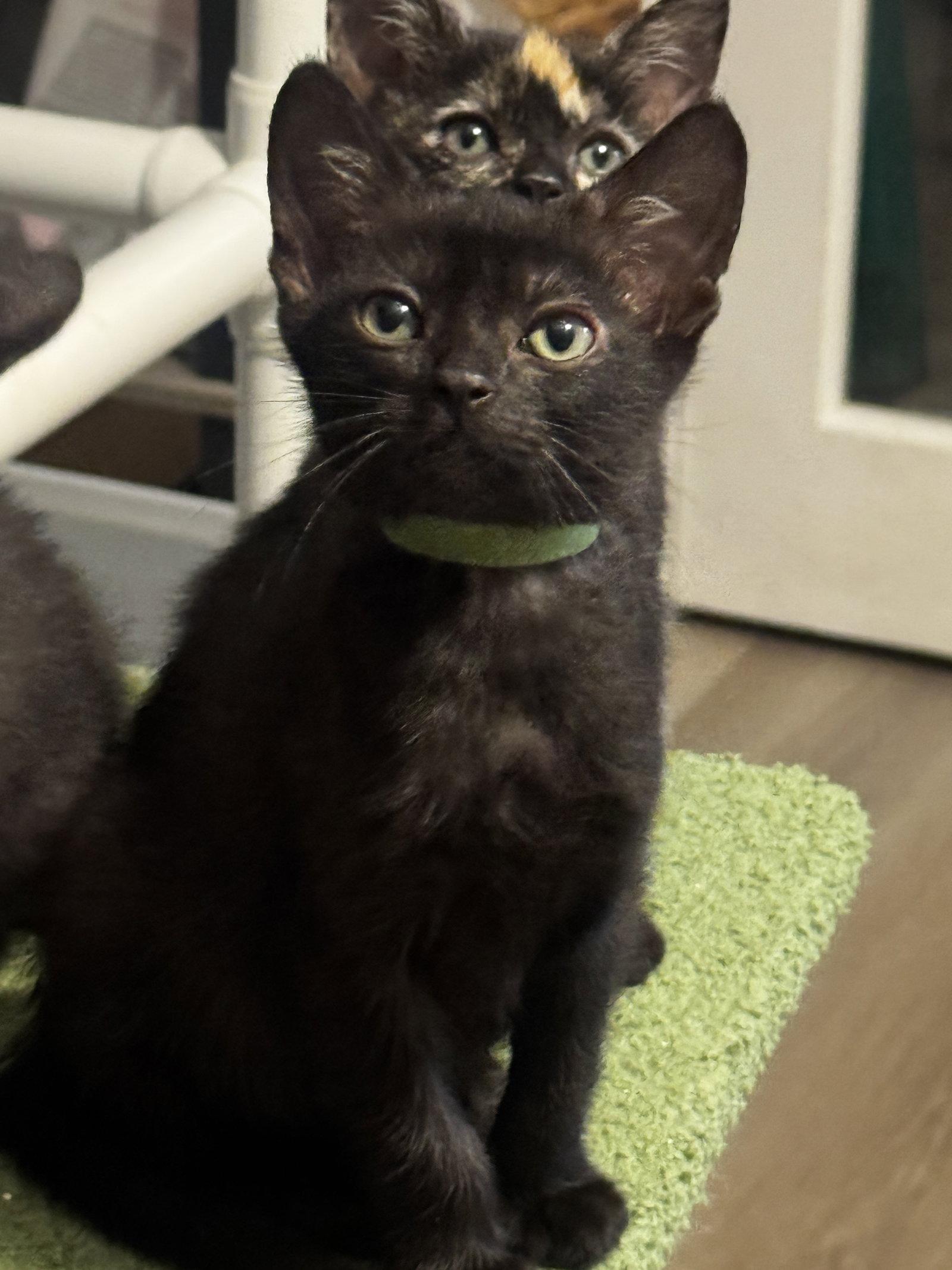 Bandit, a Adopted Domestic Short Hair in Seal Beach, CA image 3/3