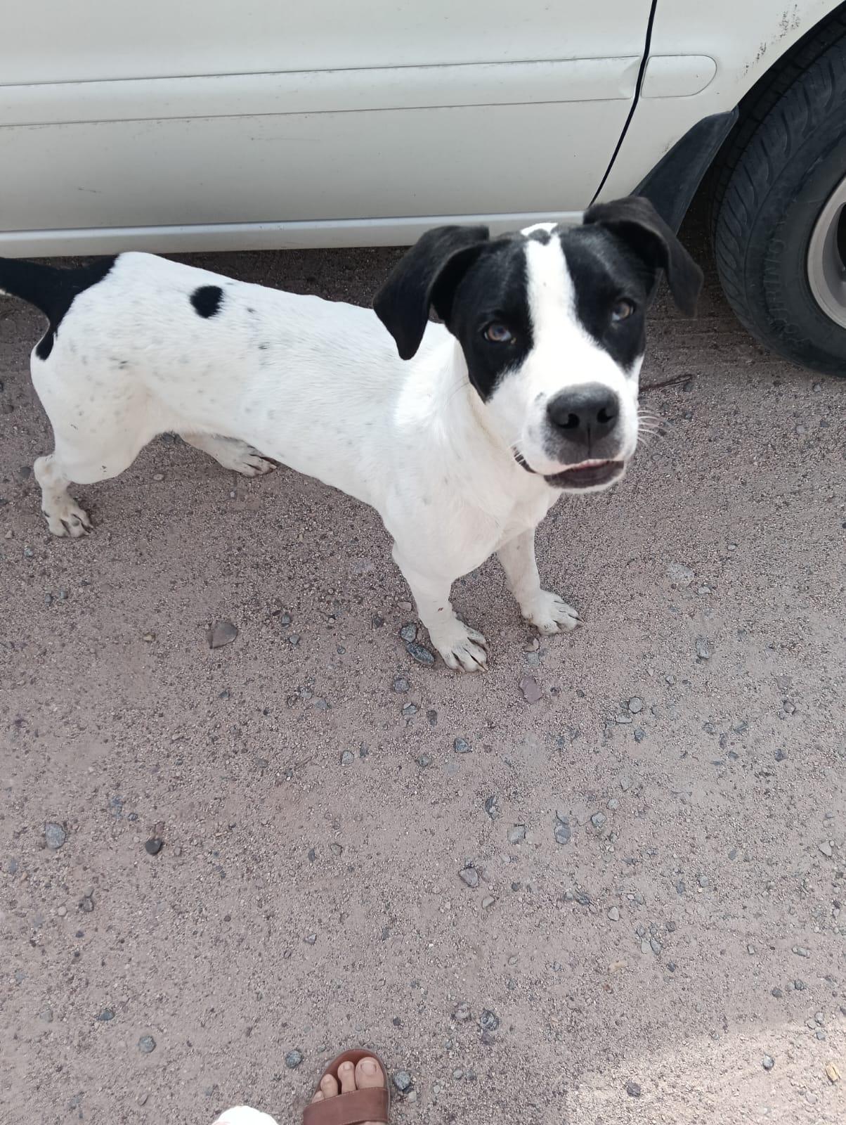 Pancho, Adoptable, Young Male American Staffordshire Terrier.