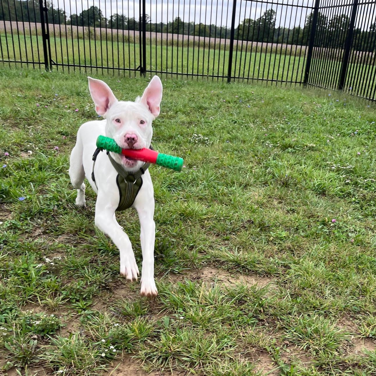 Enlarge Ghost, a Adoptable mixed breed in West Jefferson, OH image 3/5
