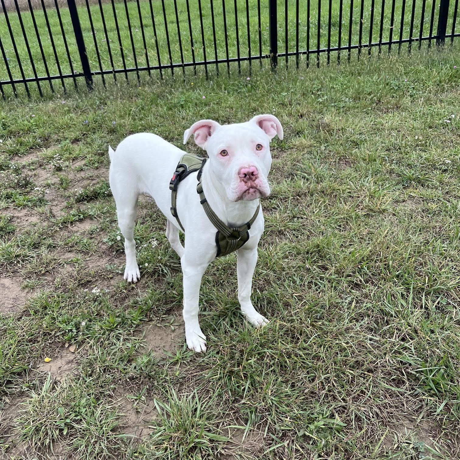 Enlarge Ghost, a Adoptable mixed breed in West Jefferson, OH image 4/5
