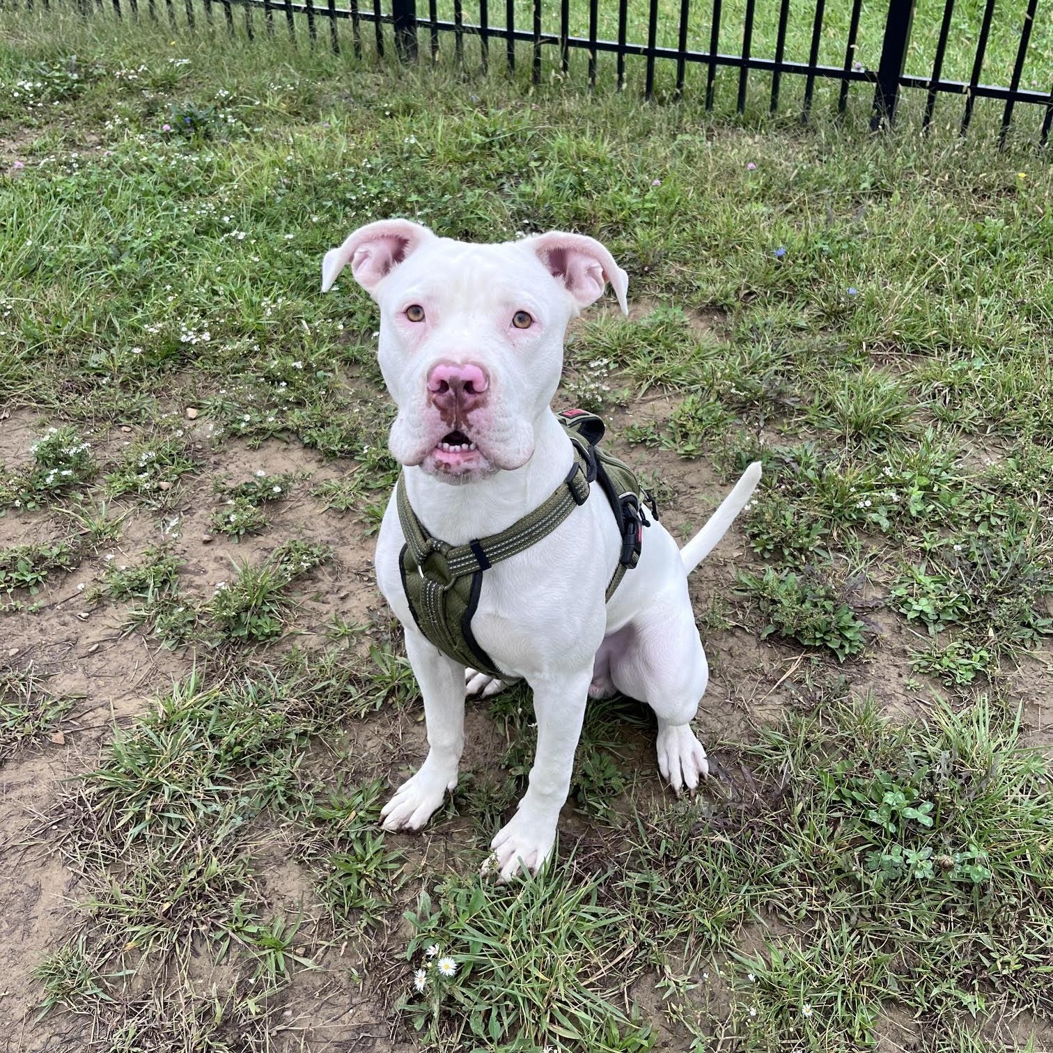 Enlarge Ghost, a Adoptable mixed breed in West Jefferson, OH image 5/5