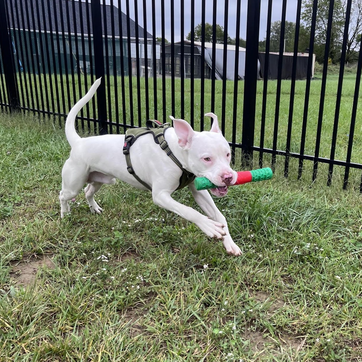 Enlarge Ghost, a Adoptable mixed breed in West Jefferson, OH image 2/5