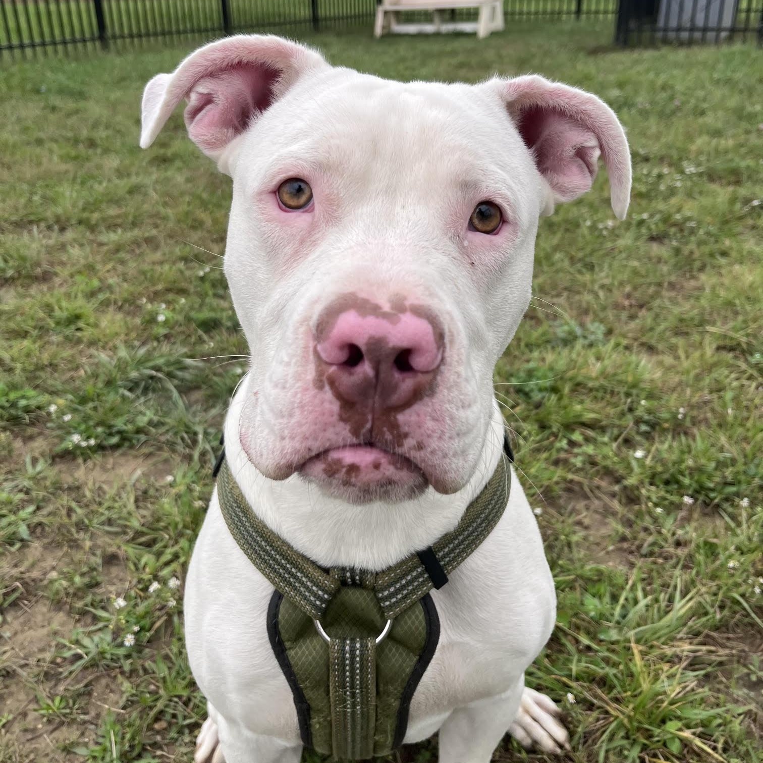 Enlarge Ghost, a Adoptable mixed breed in West Jefferson, OH image 1/5
