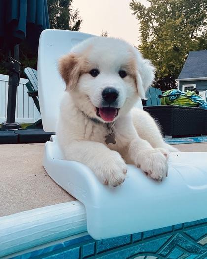 Rocha, Adoptable, Puppy Male Great Pyrenees.