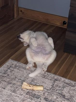 Enlarge Rocha, a Adoptable Great Pyrenees in Burlington, WI image 2/3