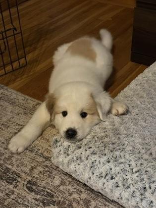 Enlarge Rocha, a Adoptable Great Pyrenees in Burlington, WI image 3/3