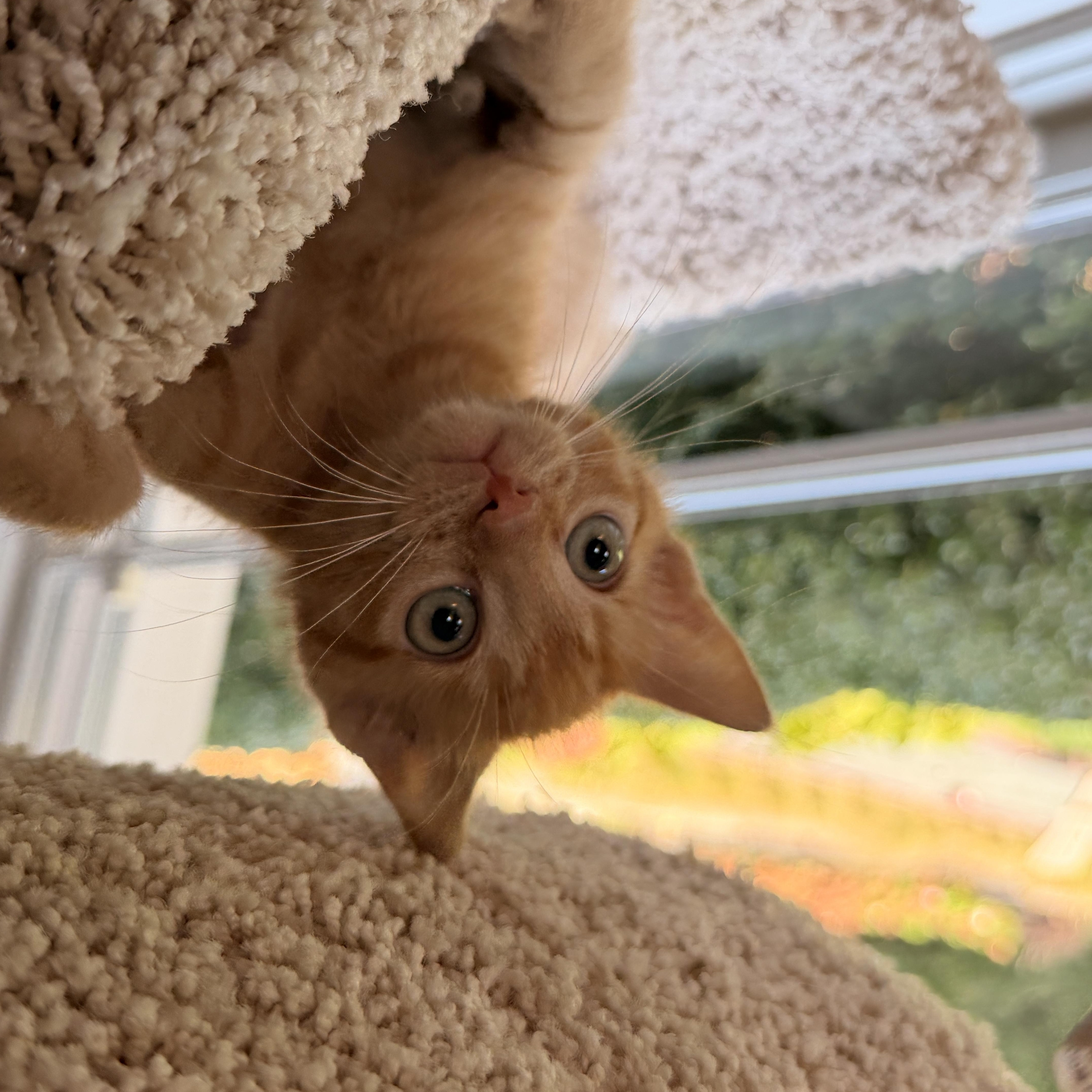 Enlarge Lieutenant Dan, a Adoptable Domestic Short Hair in Thornwood, NY image 5/5