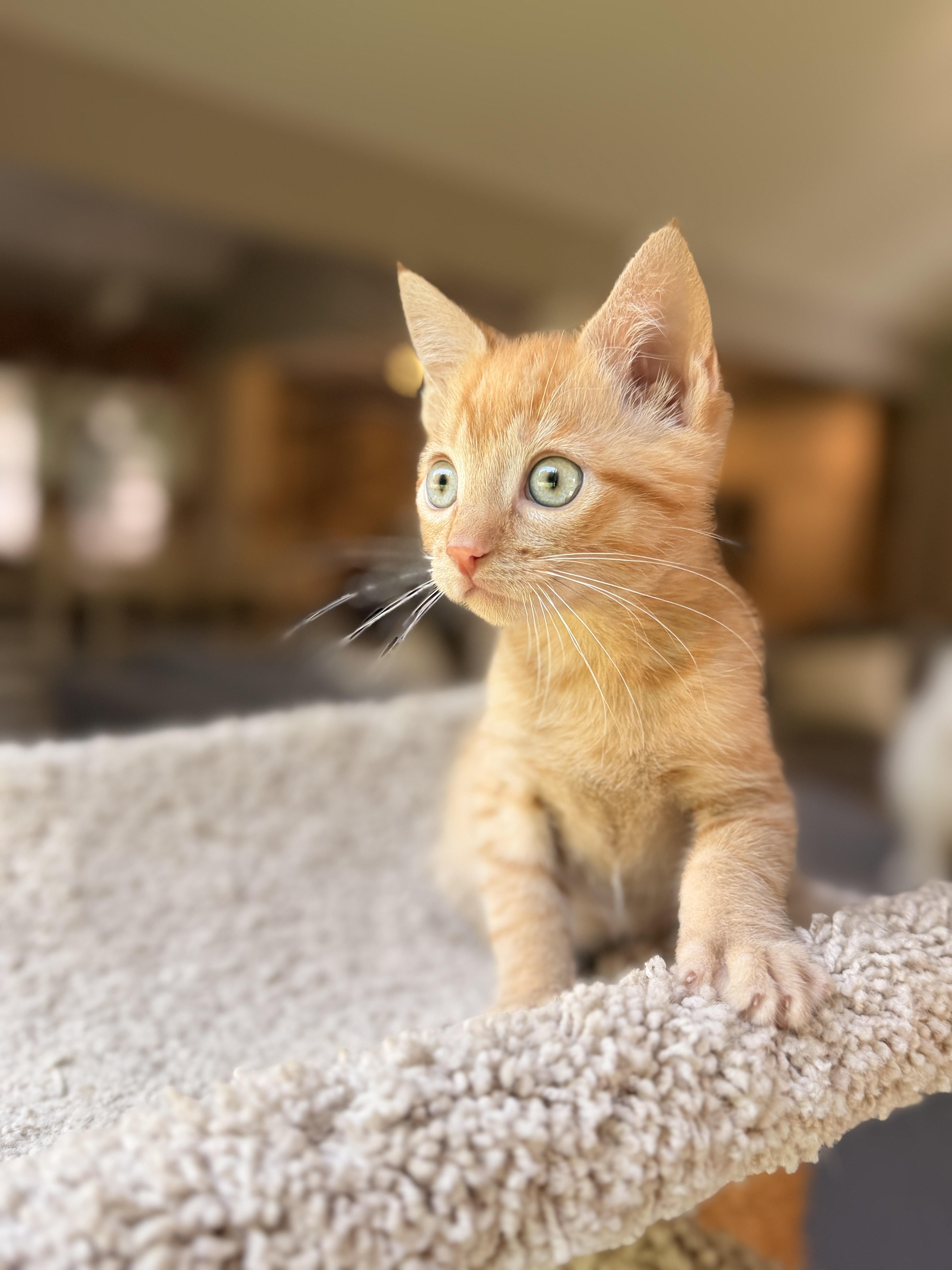 Enlarge Lieutenant Dan, a Adoptable Domestic Short Hair in Thornwood, NY image 3/5