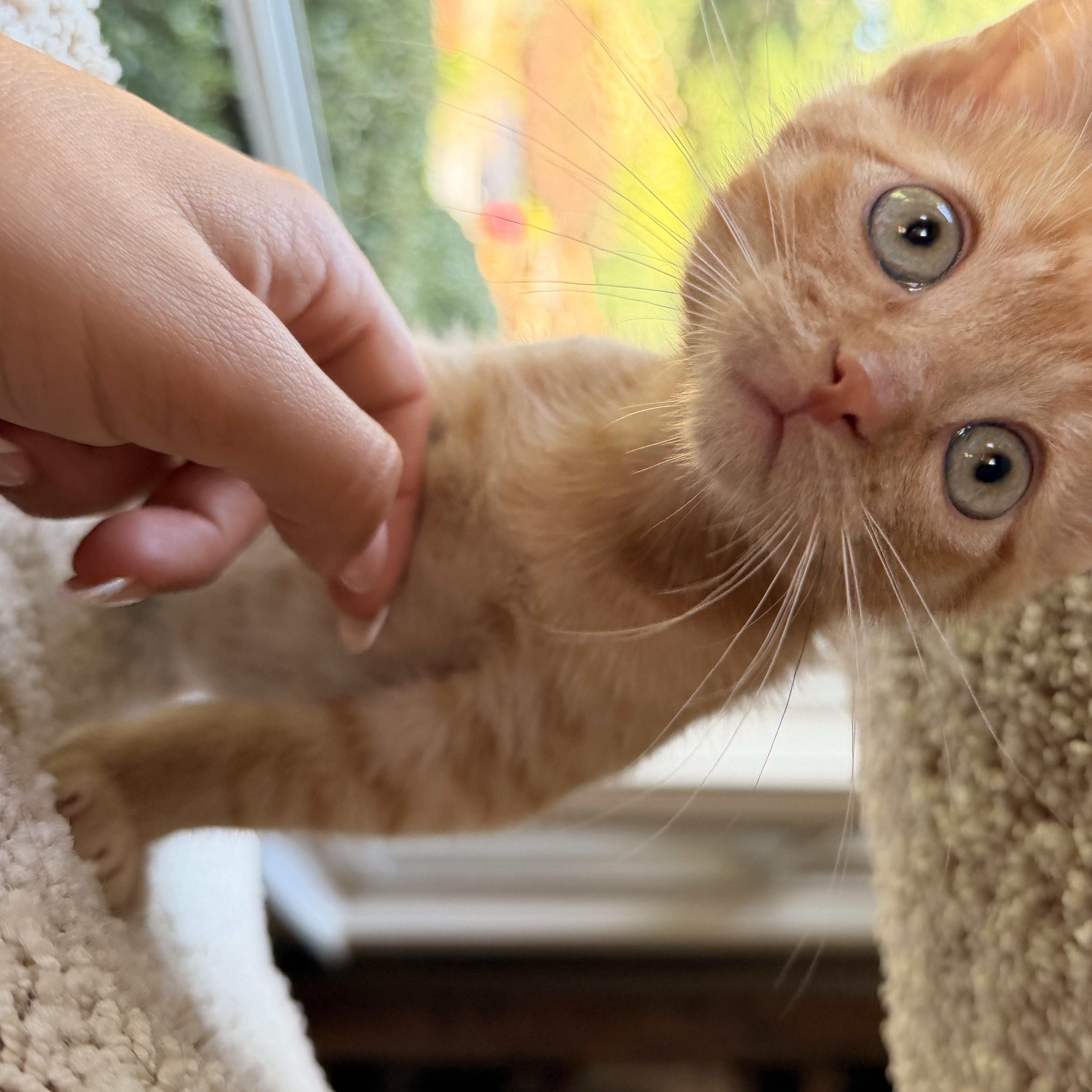 Enlarge Lieutenant Dan, a Adoptable Domestic Short Hair in Thornwood, NY image 4/5