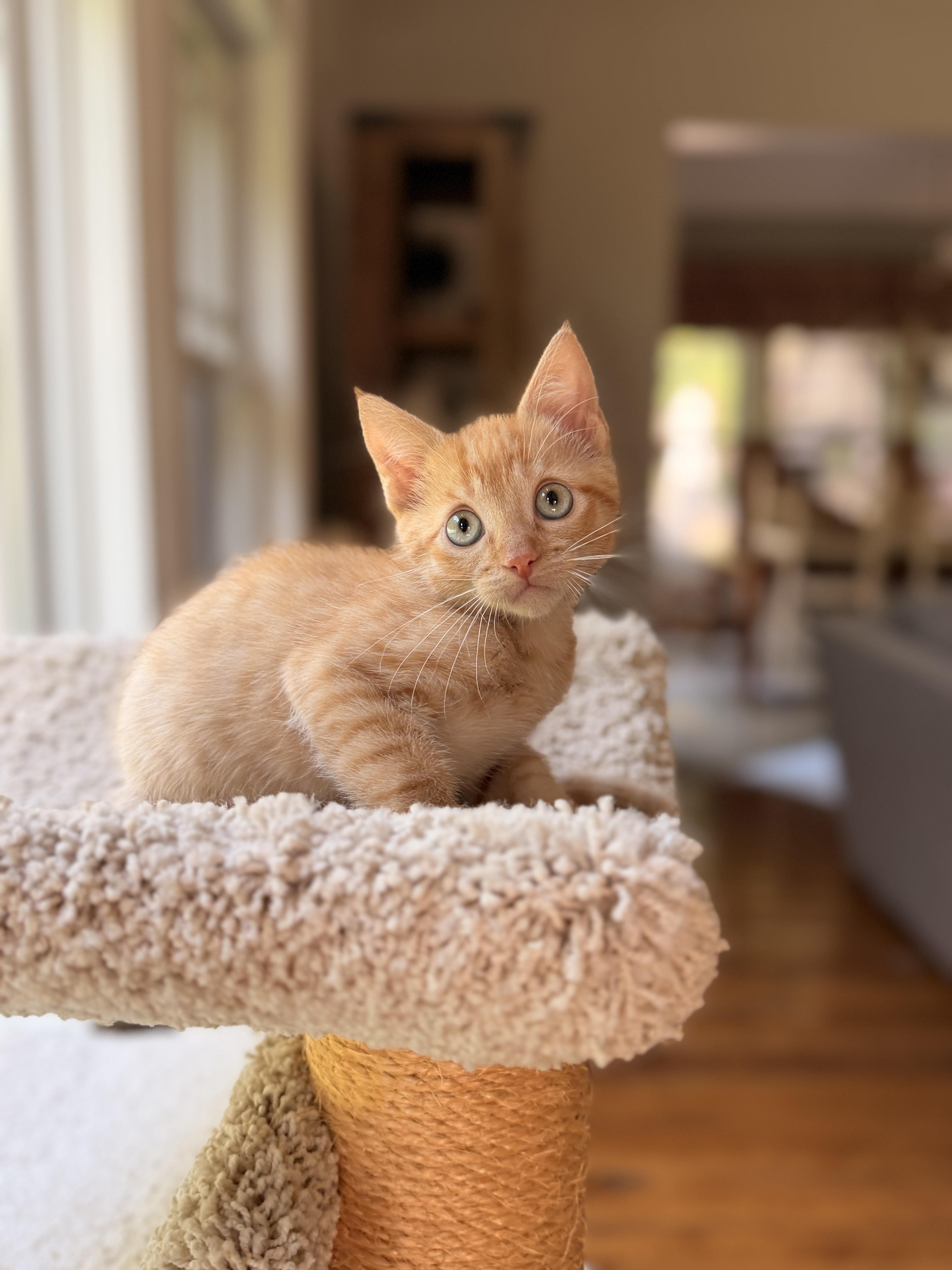 Lieutenant Dan, Adoptable, Kitten Male Domestic Short Hair.