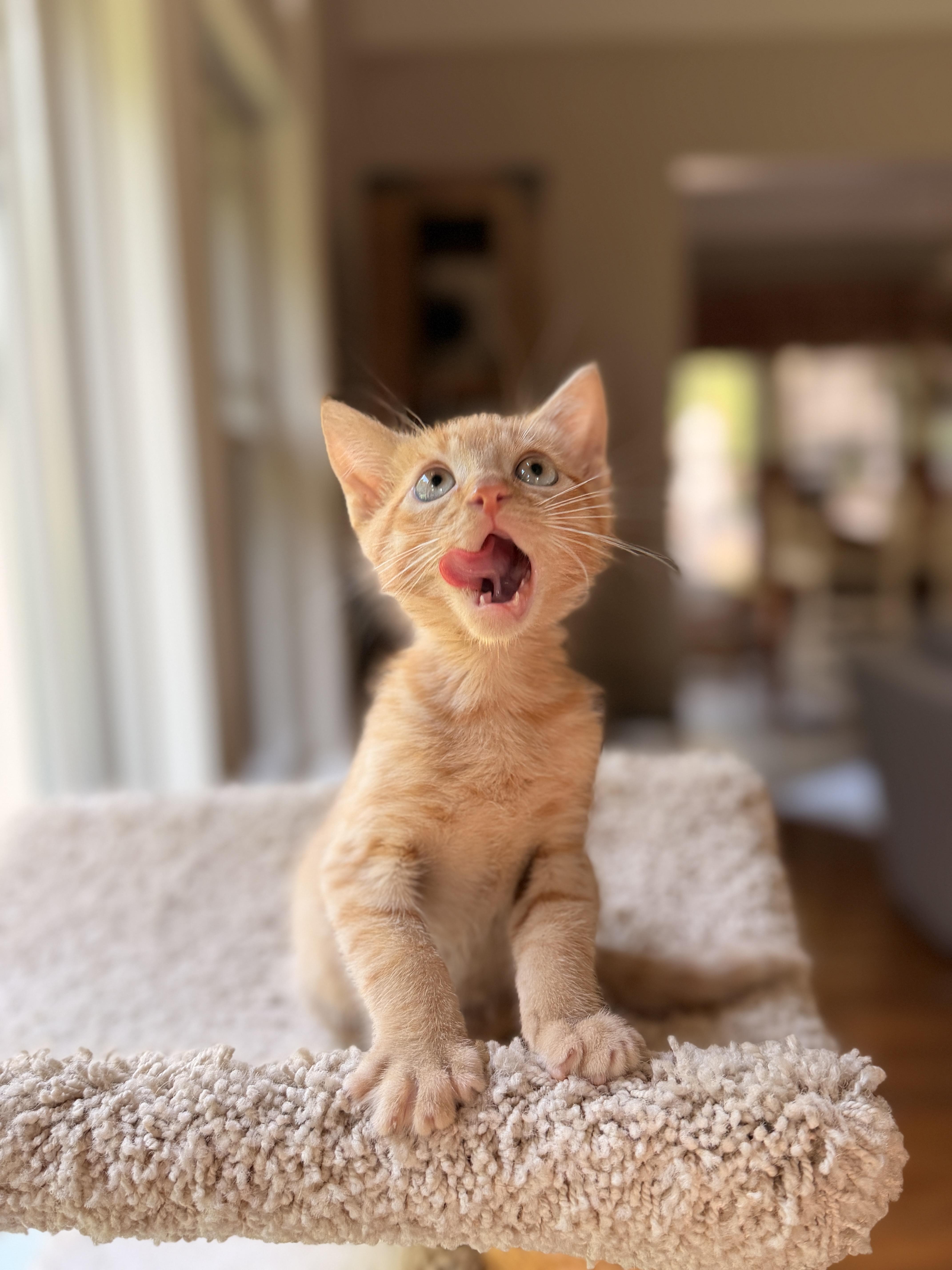 Enlarge Lieutenant Dan, a Adoptable Domestic Short Hair in Thornwood, NY image 2/5