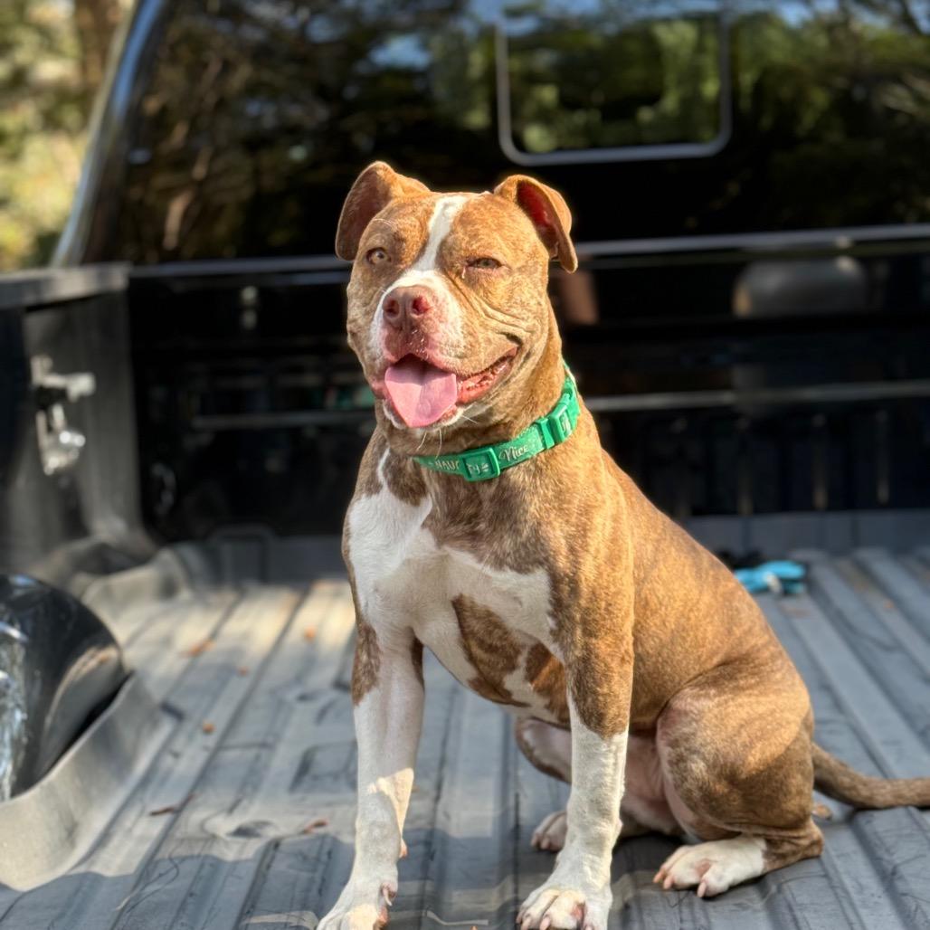 Enlarge Reese, a Adoptable American Bulldog in West Palm Beach, FL image 1/6