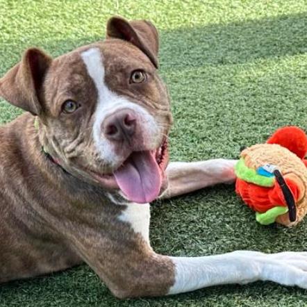Enlarge Reese, a Adoptable American Bulldog in West Palm Beach, FL image 2/6
