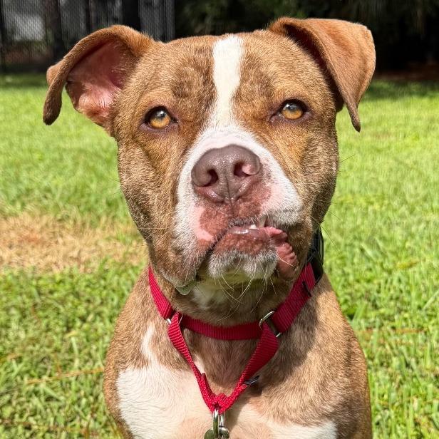 Enlarge Reese, a Adoptable American Bulldog in West Palm Beach, FL image 3/6