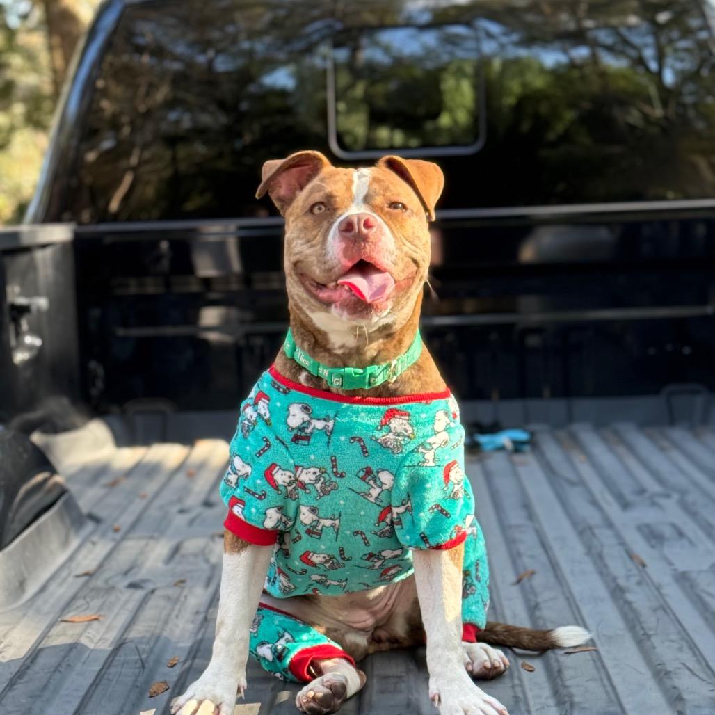 Enlarge Reese, a Adoptable American Bulldog in West Palm Beach, FL image 4/6