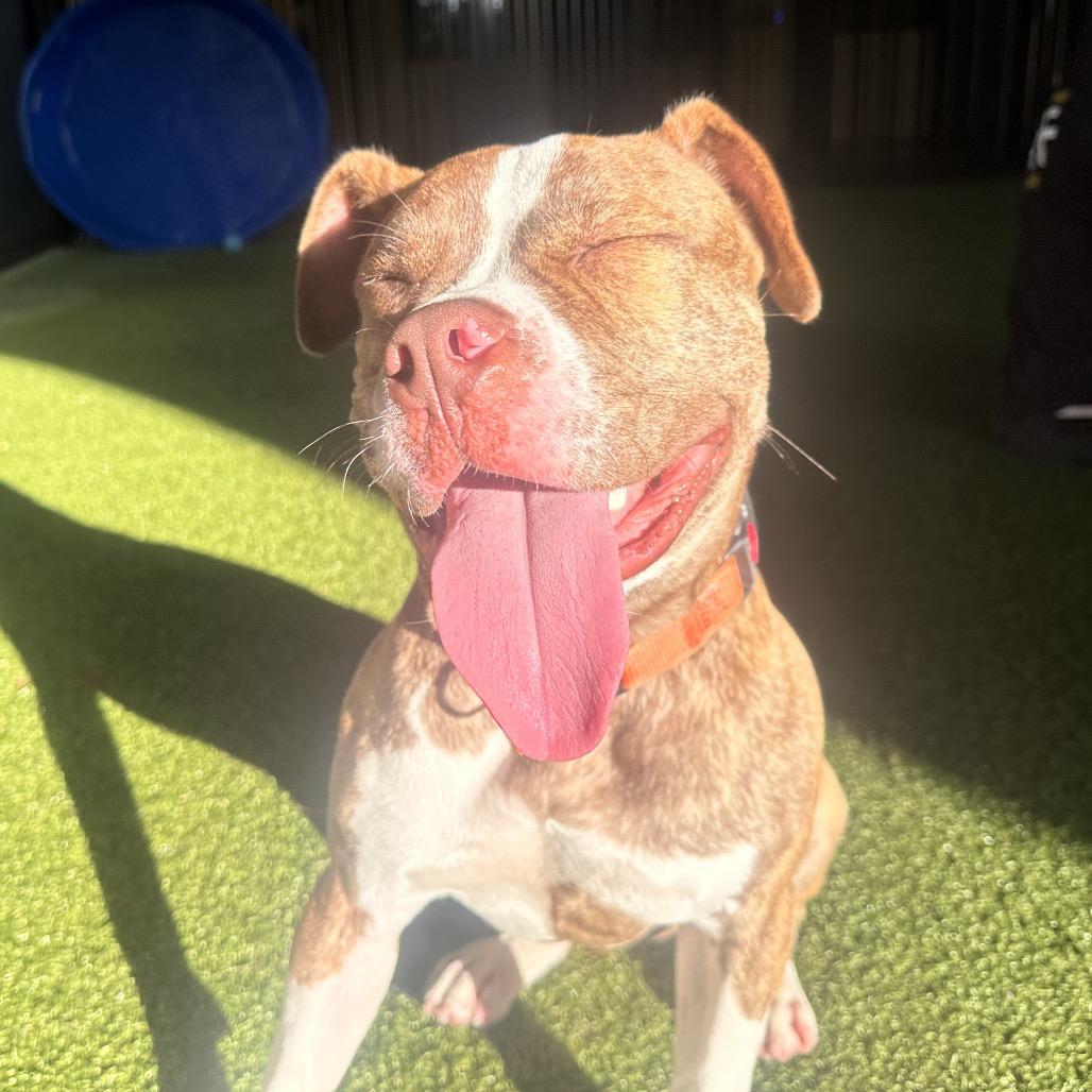 Enlarge Reese, a Adoptable American Bulldog in West Palm Beach, FL image 5/6