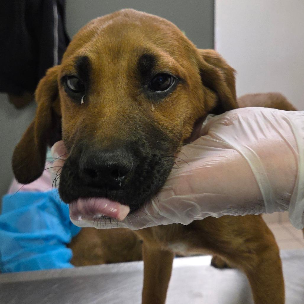 Carrot Cake, Adoptable, Young Male Mixed Breed.