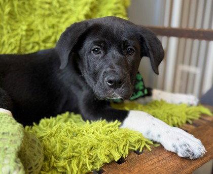 Enlarge Penwood, a Adoptable mixed breed in Midland, VA image 1/1