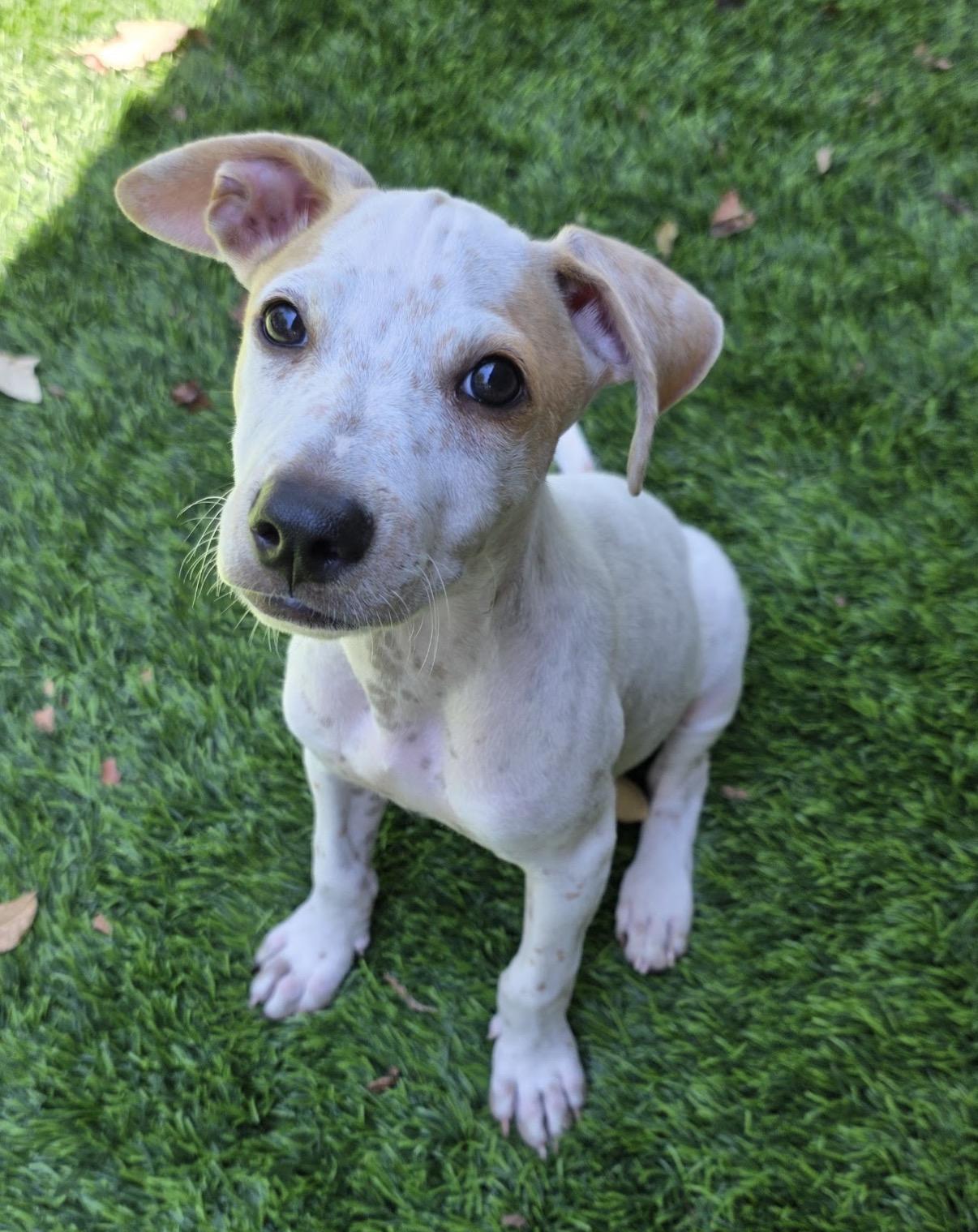 Kix, Adoptable, Puppy Male Chihuahua.