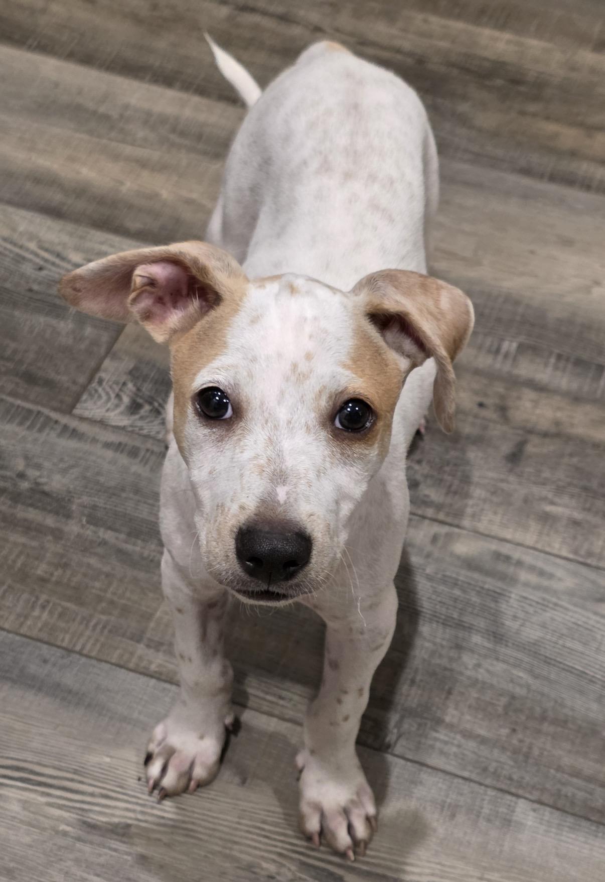 Enlarge Kix, a Adoptable mixed breed in Austin, TX image 3/4