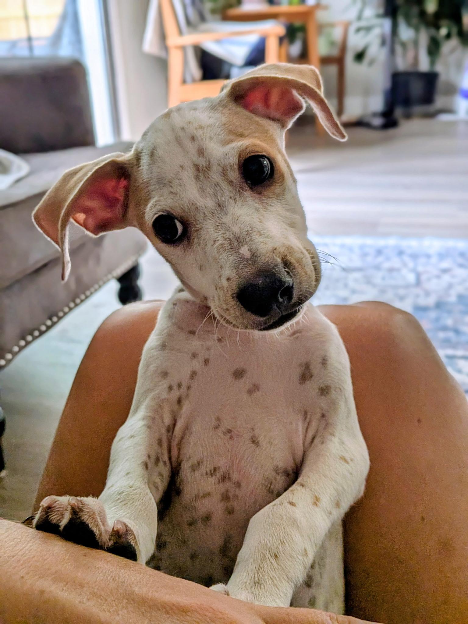 Enlarge Kix, a Adoptable mixed breed in Austin, TX image 4/4